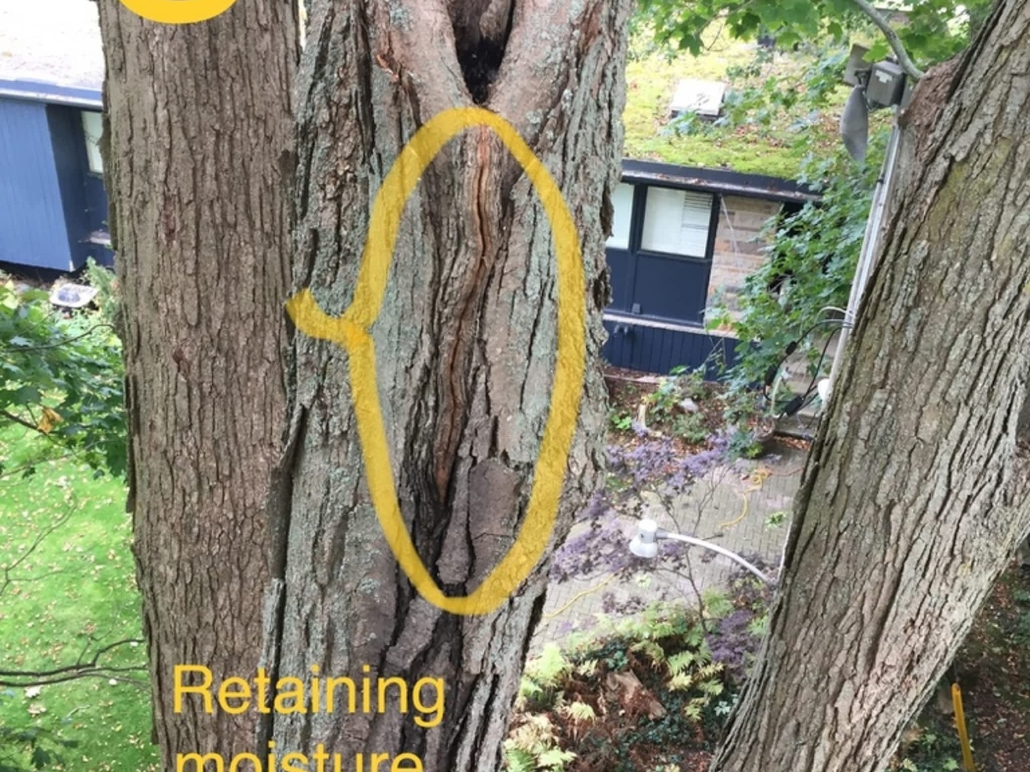 photo Zen Tree Care Consulting Inc