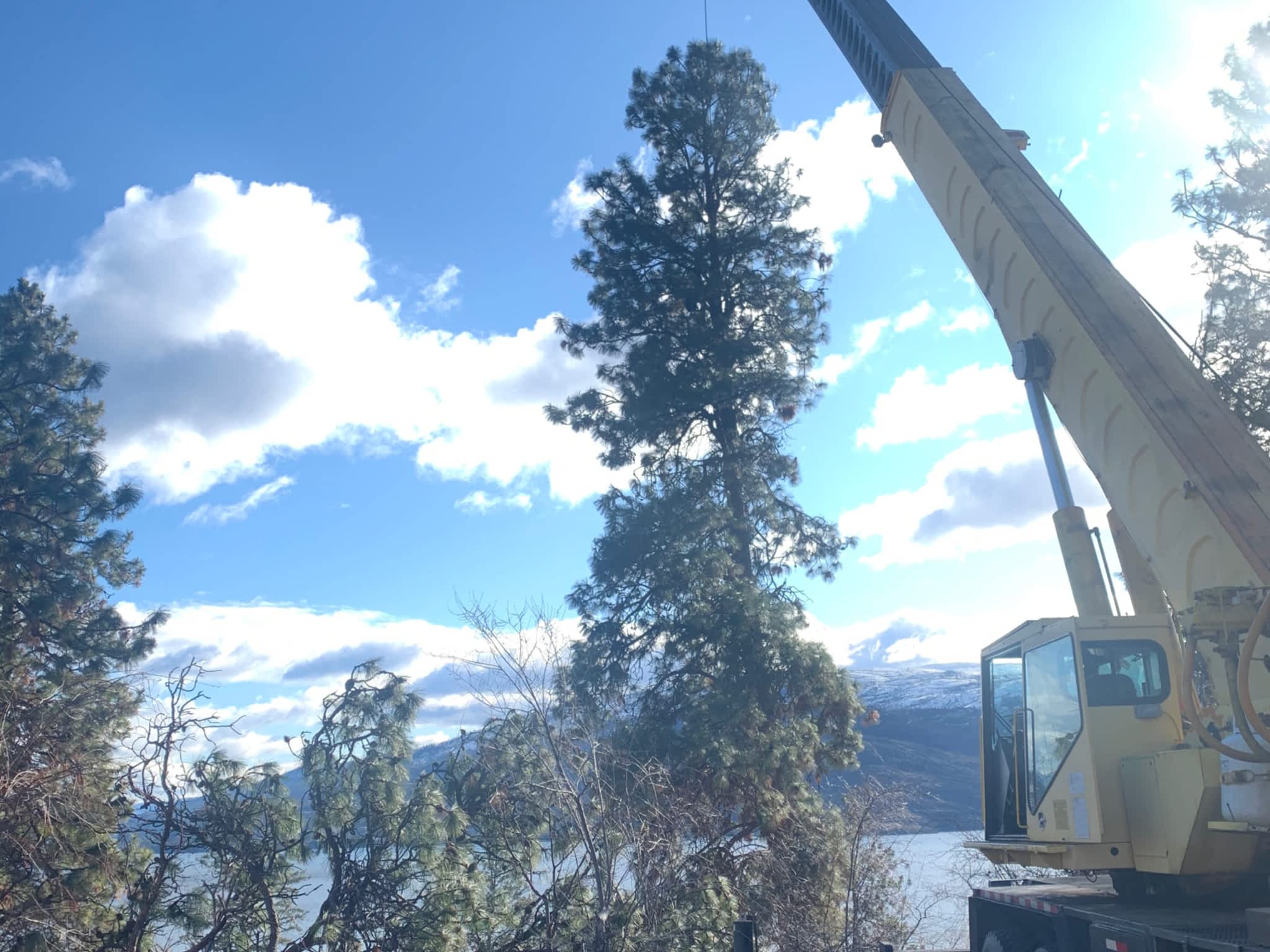 photo Action Tree Service