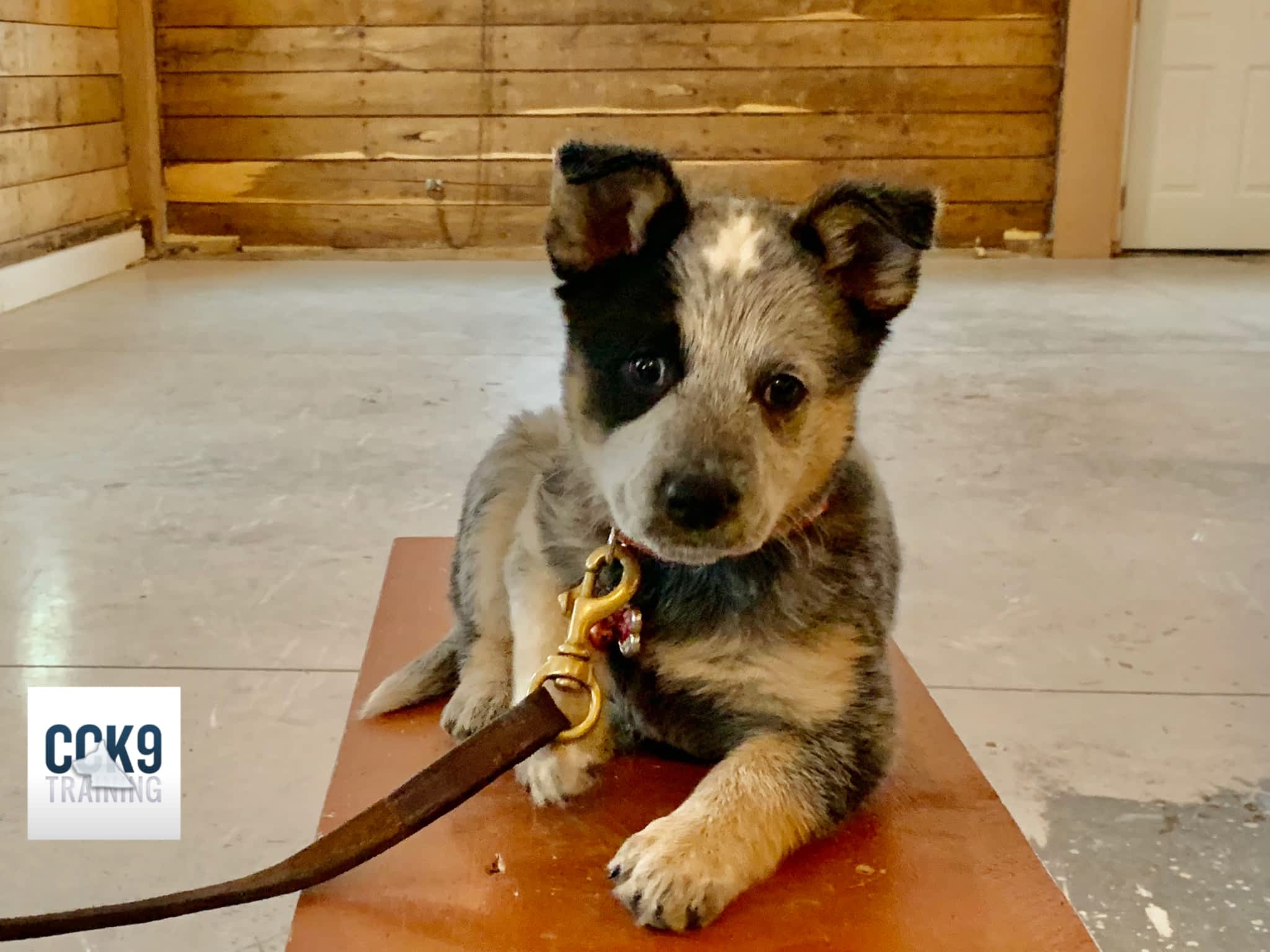 photo Command Control K-9