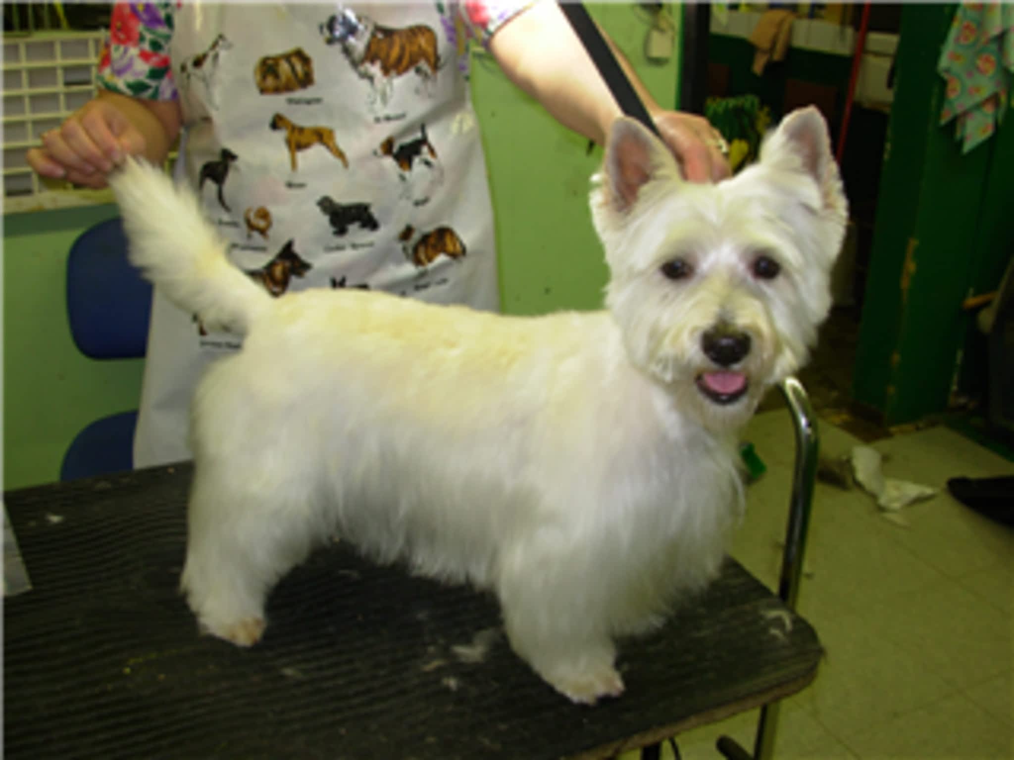 photo Pet Junction Grooming & Supplies