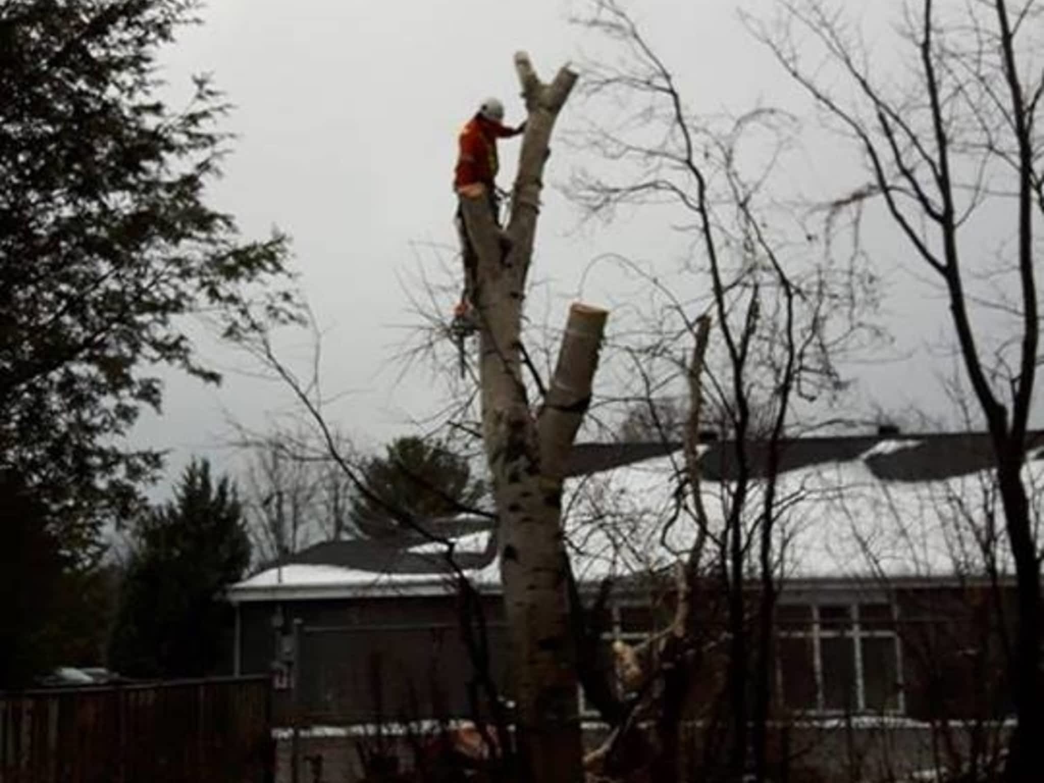photo Tilden Tree Services