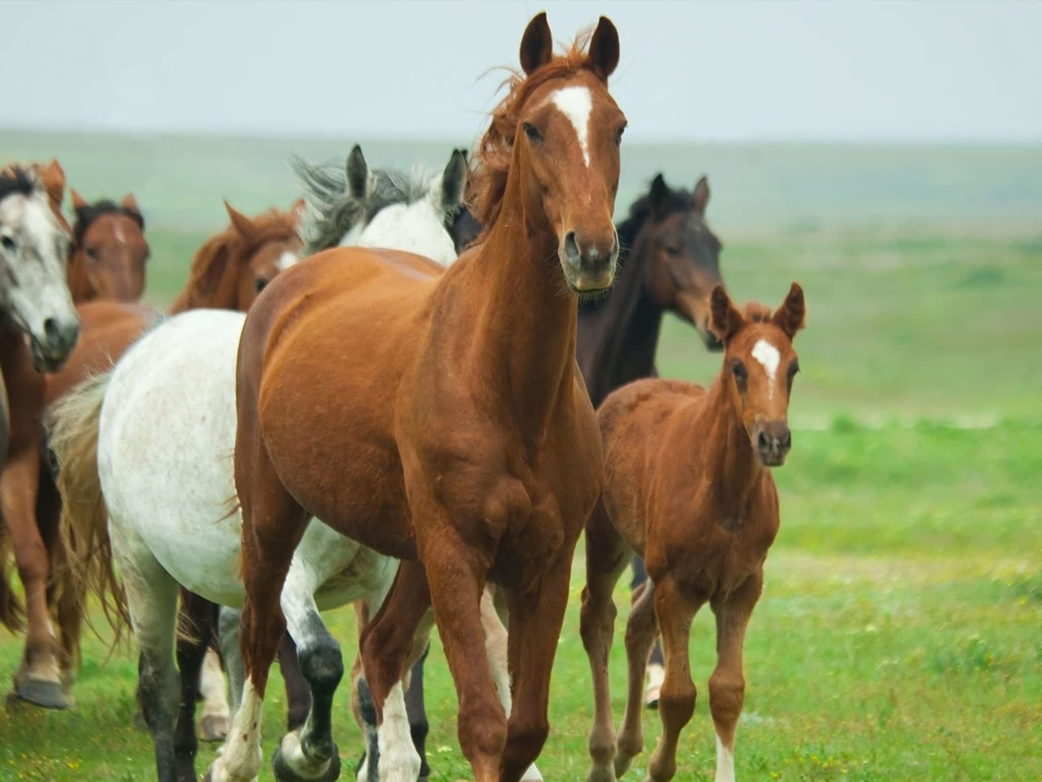 photo Creekside Animal Clinic Ltd