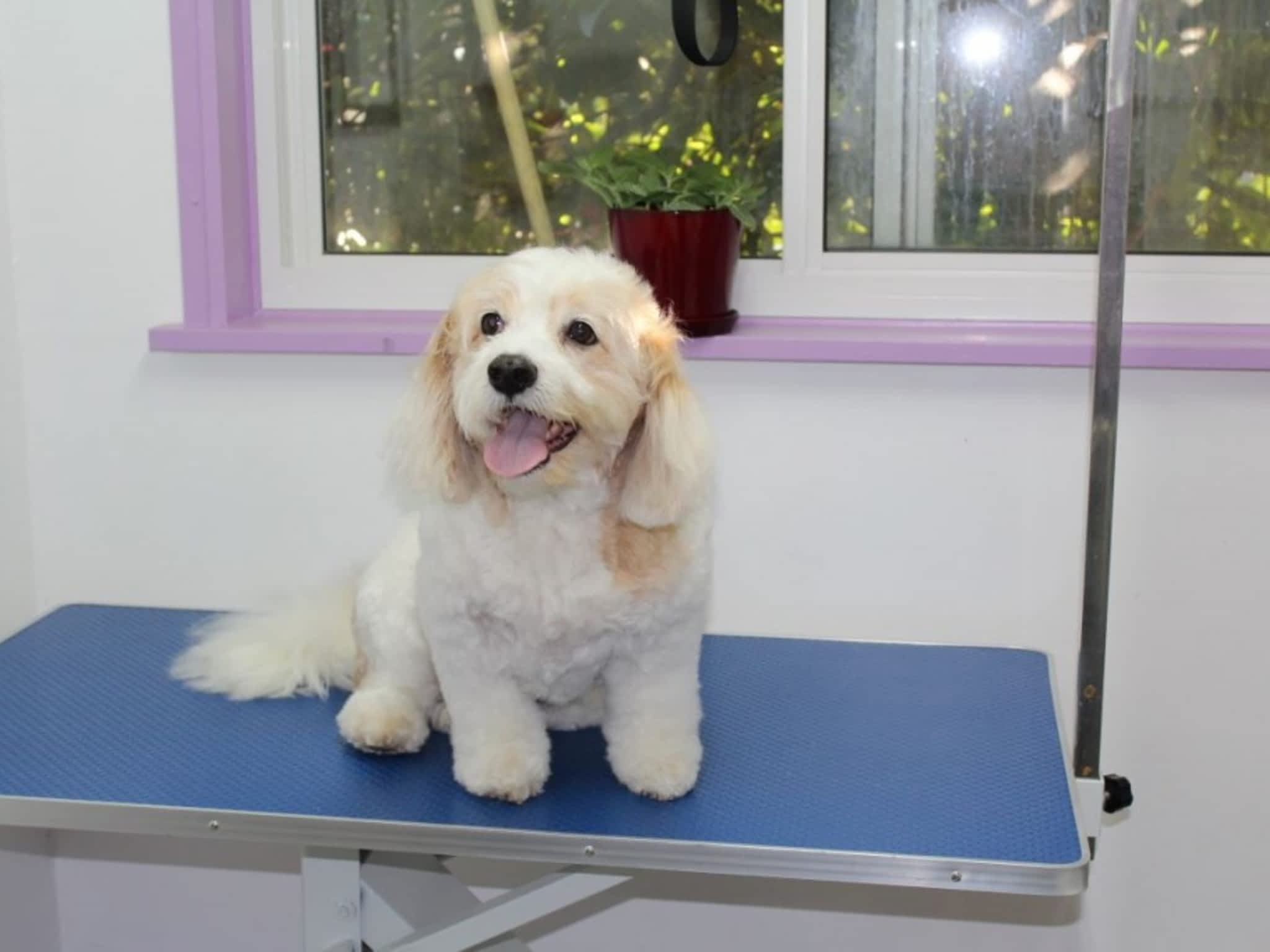 photo PAWSitively Beautiful Dog Grooming
