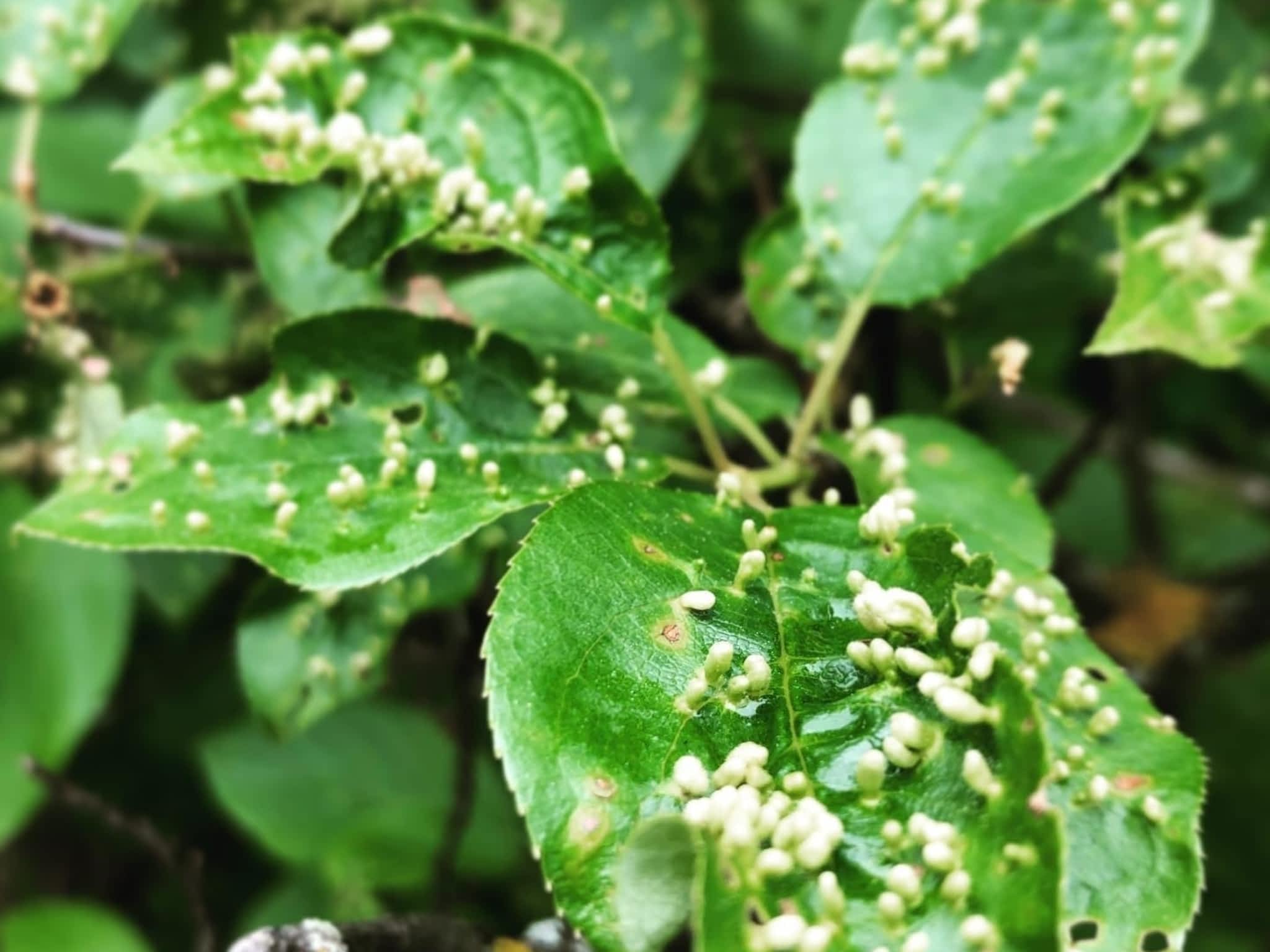 photo Elevated Tree Removal