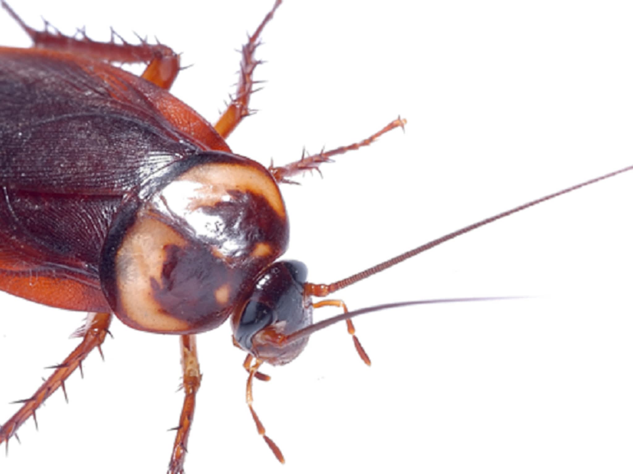 photo Roger Extermination Inc