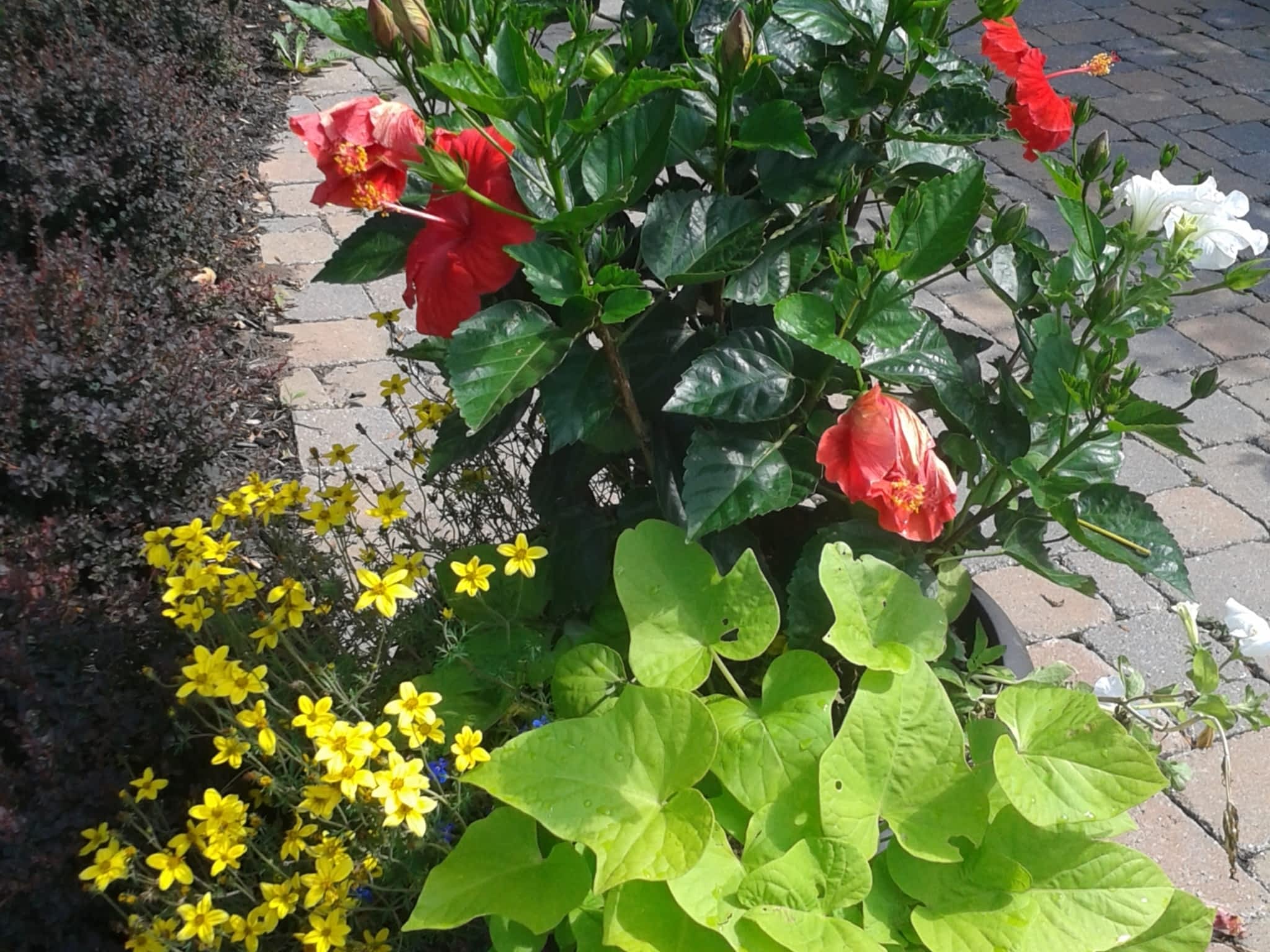 photo L'Effeuilleuse