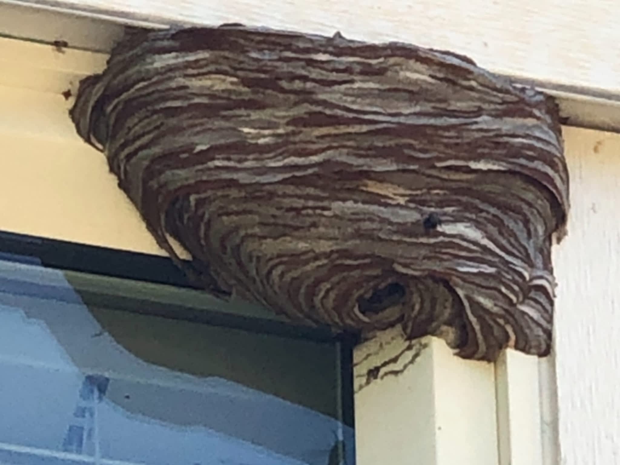 photo Phantom Pest Control Maple Ridge