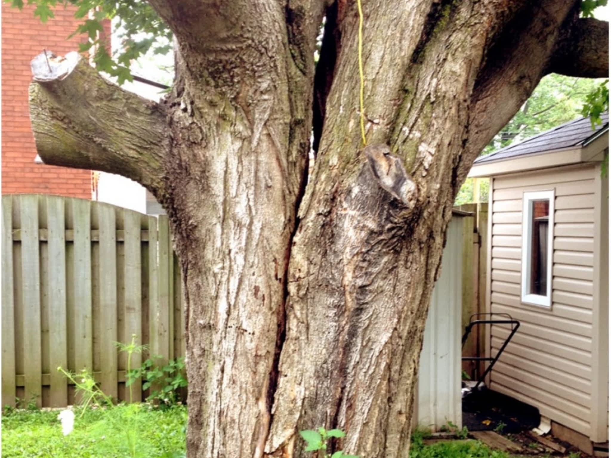 photo Cutting Edge Tree Services