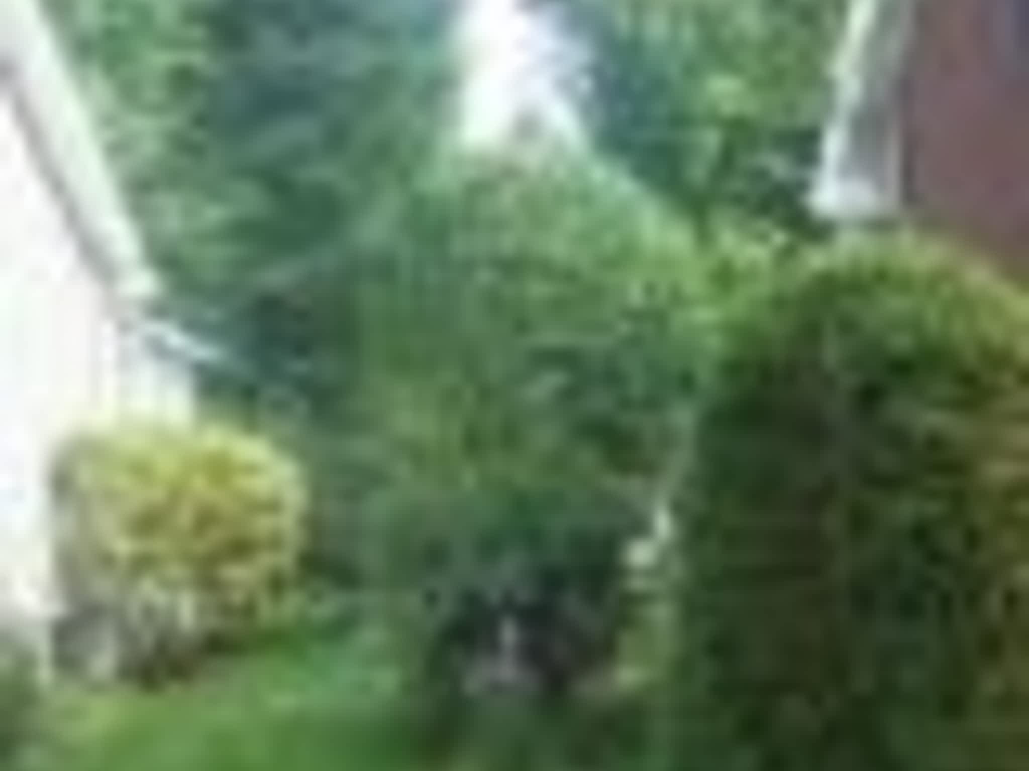 photo Taillage Compétitif CB