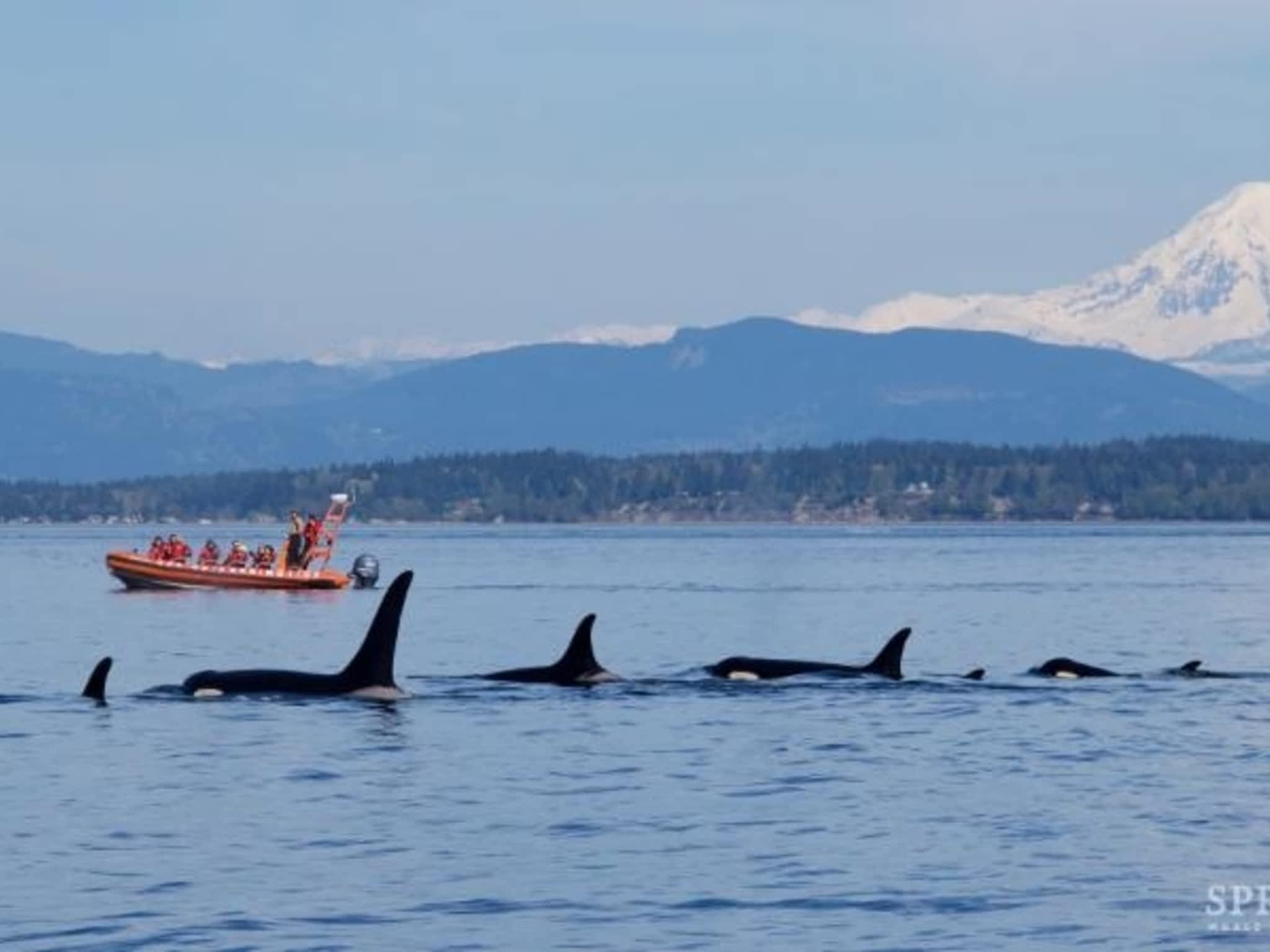 photo Springtide Whale Watching & Eco Tours