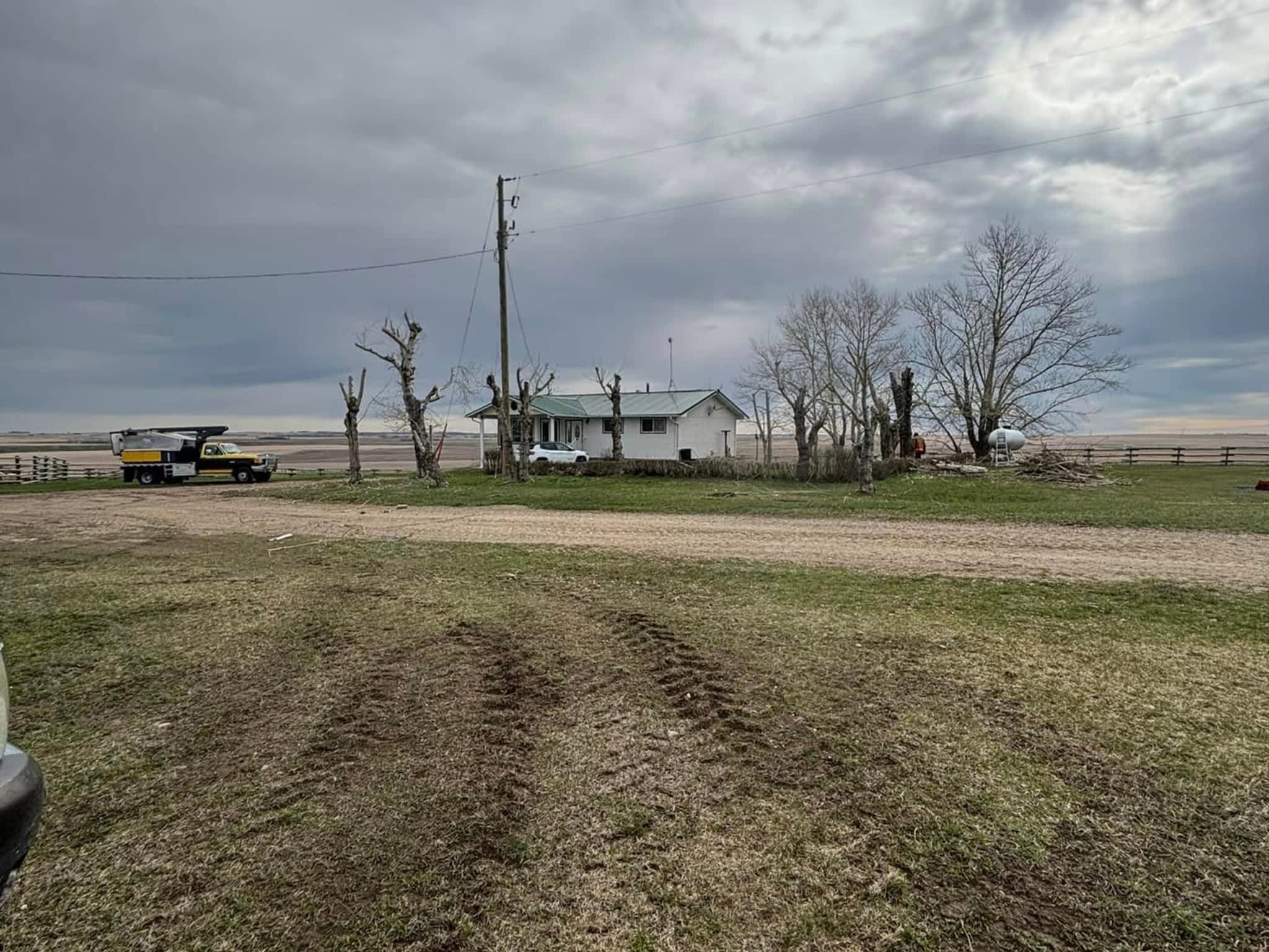 photo Spikes Tree Hugging Services