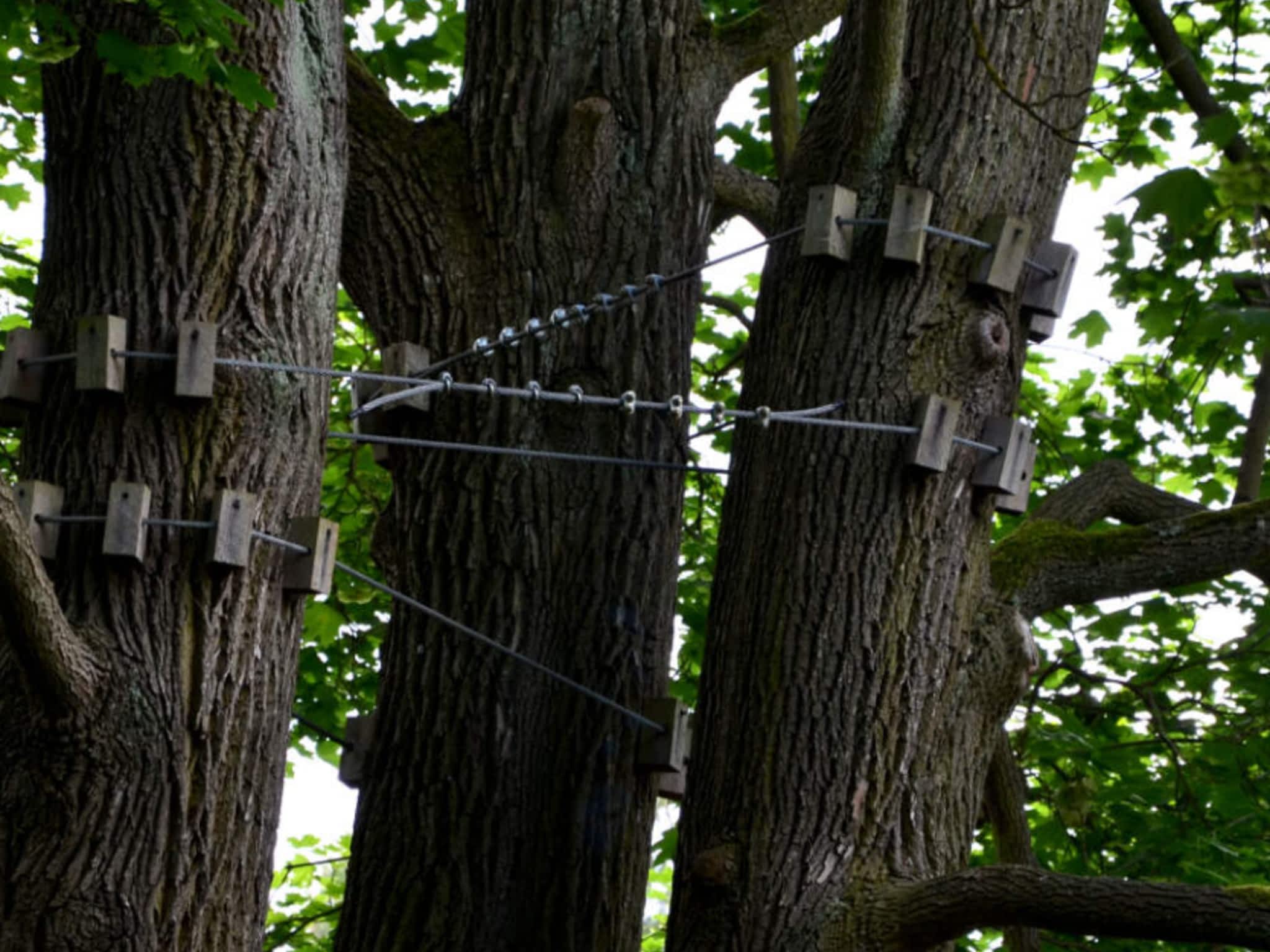 photo Foresto Maîtres Élagueurs - Élagage - Émondage Trois-Rivières