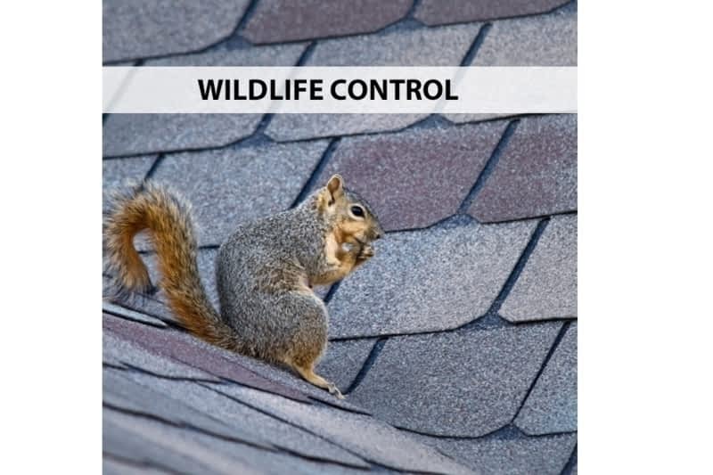 How To Get Rid Of Rodents In Your Attic - Pestend Pest Control Mississauga