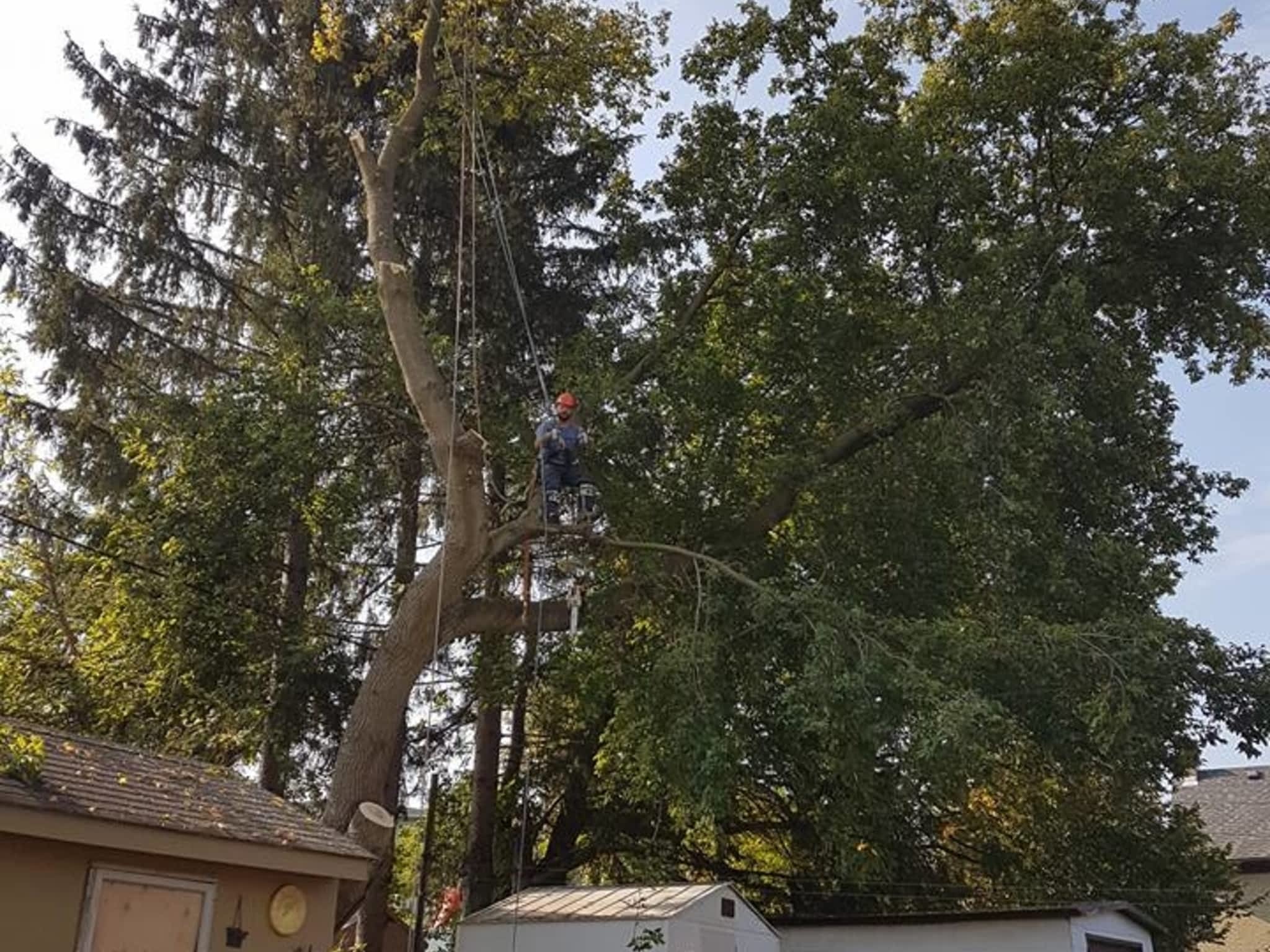 photo Stark's Tree Service