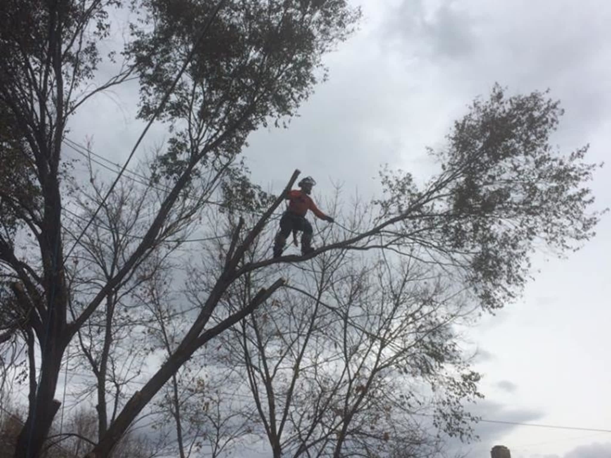 photo Progressive Tree Service