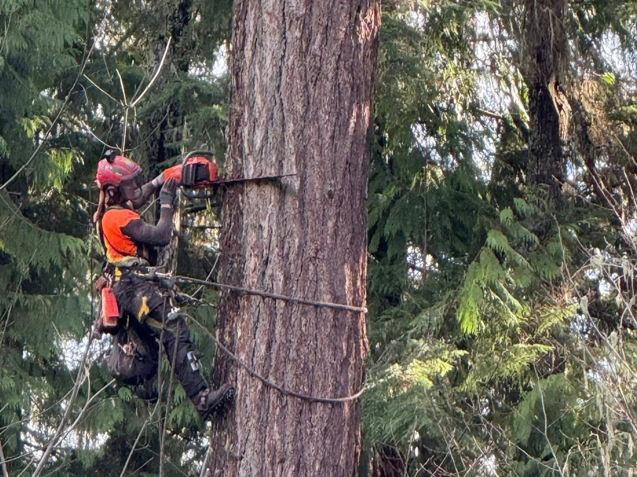 photo Valhalla Falling & Tree Services