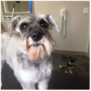 dog grooming red deer