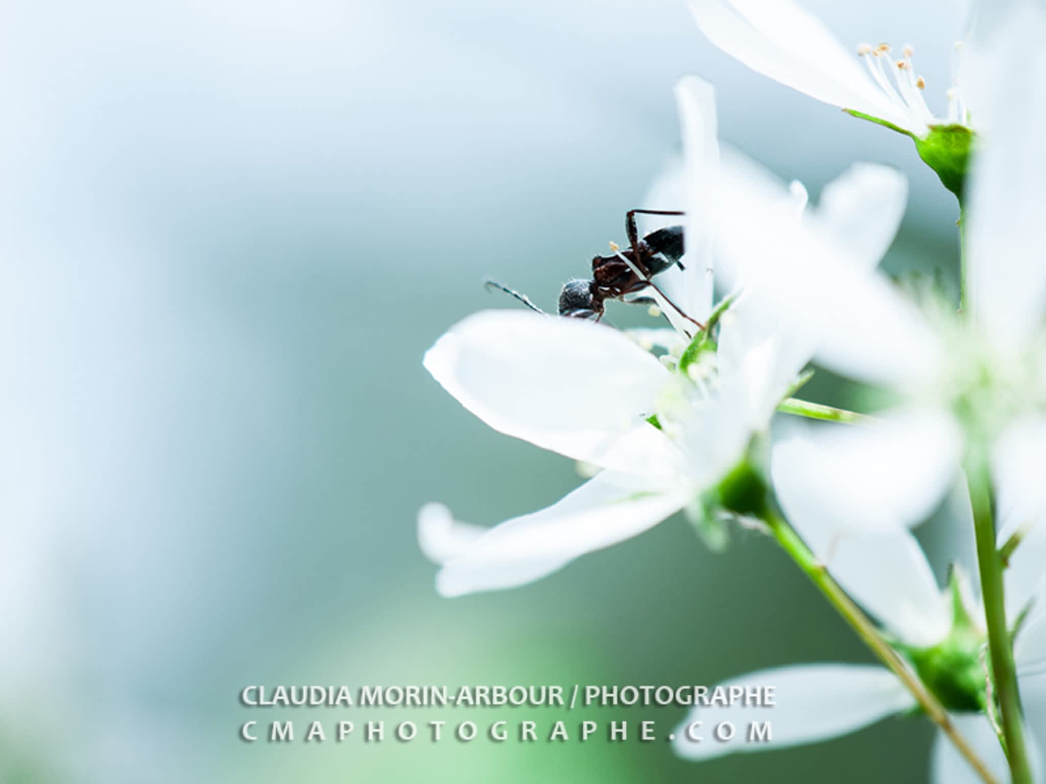 photo Claudia Morin-Arbour