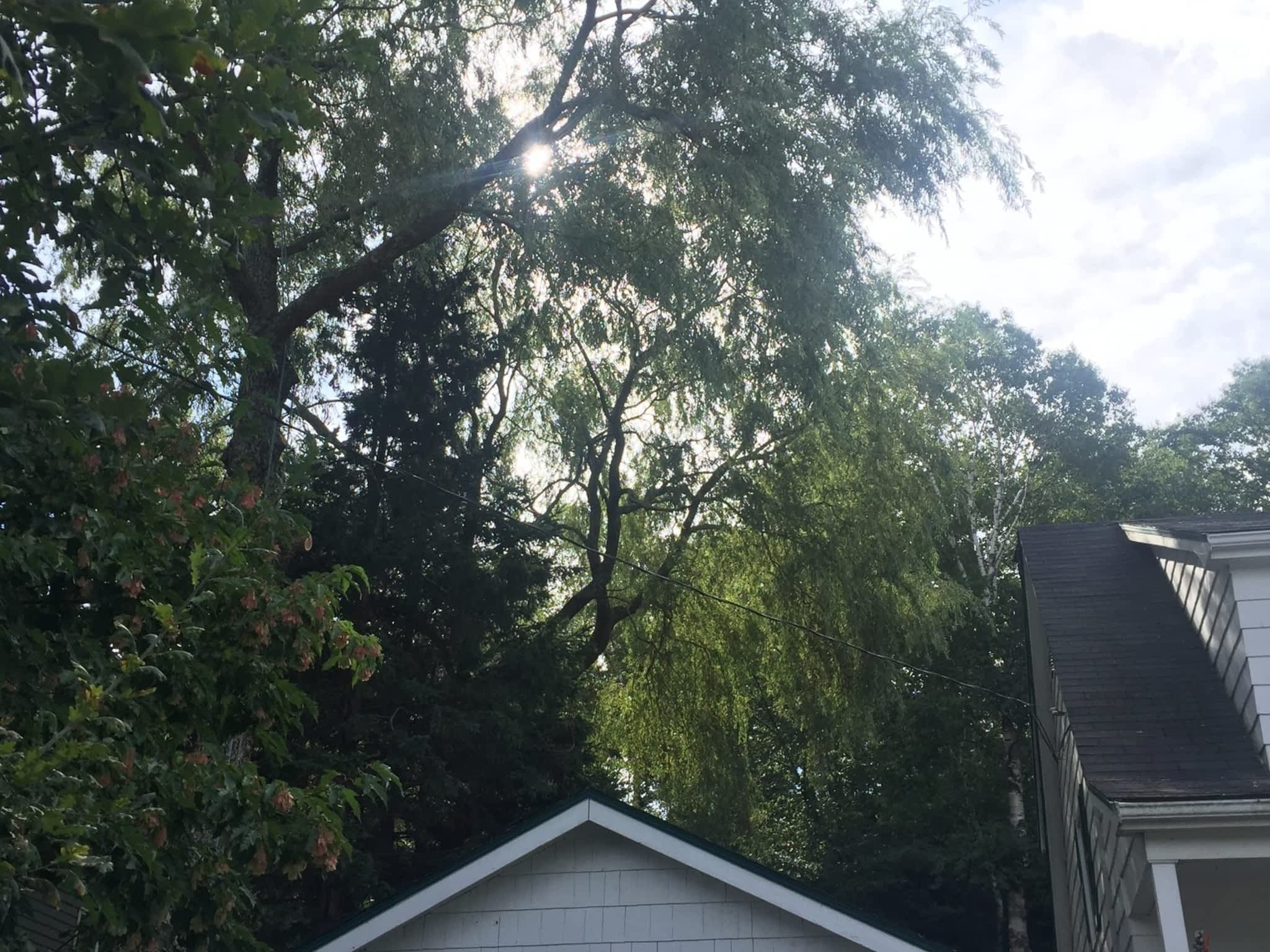 photo Solid Tree Care