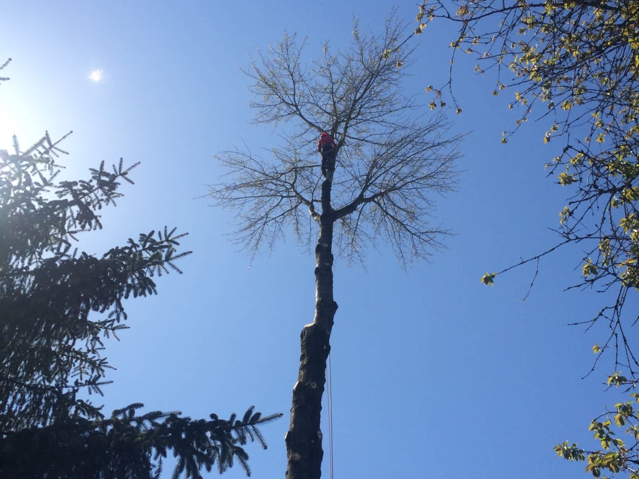 photo Moncton Tree Service