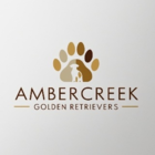 Ambercreek Golden Retrievers - Éleveurs d'animaux