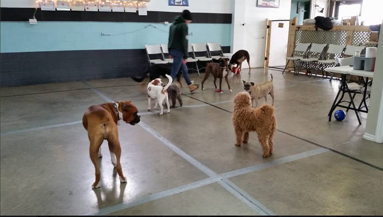 What Is Balanced Dog Training