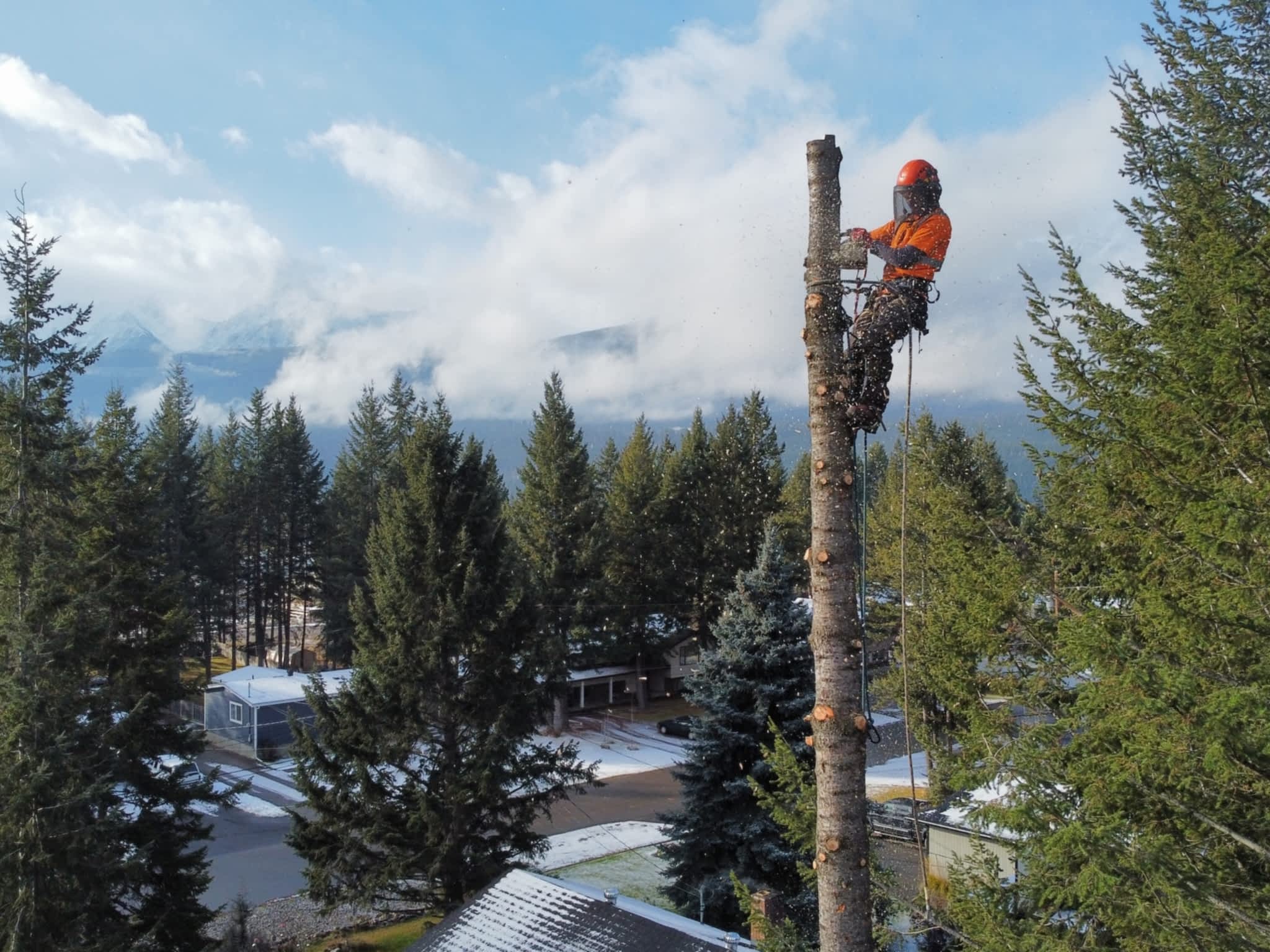 photo Green Leaf Tree Services