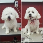 Lesley's Complete Pet Parlor - Pet Grooming, Clipping & Washing