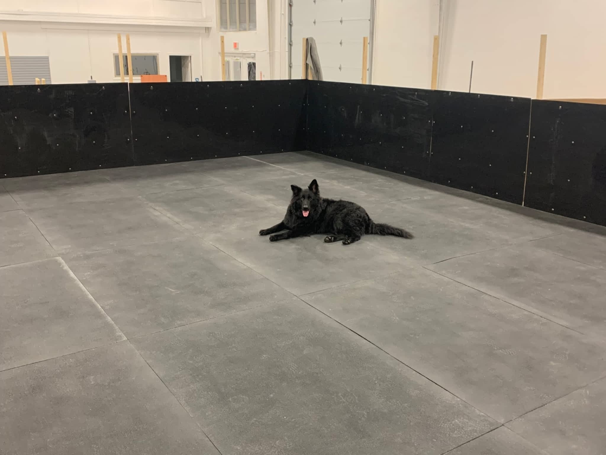 photo Working Wolf Dog Training