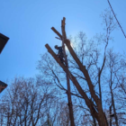 ExperTree - Service d'entretien d'arbres