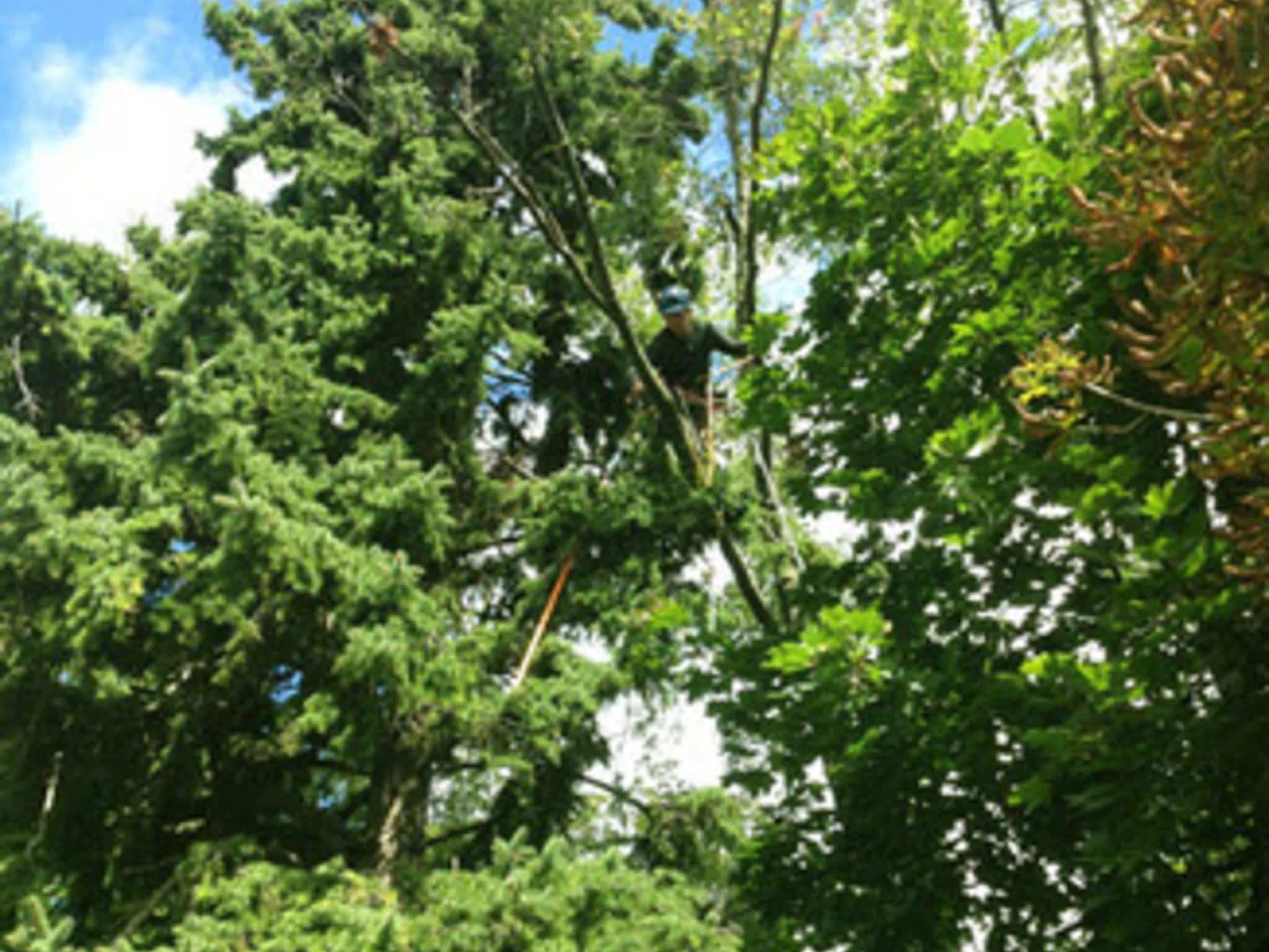 photo CBL Tree Service