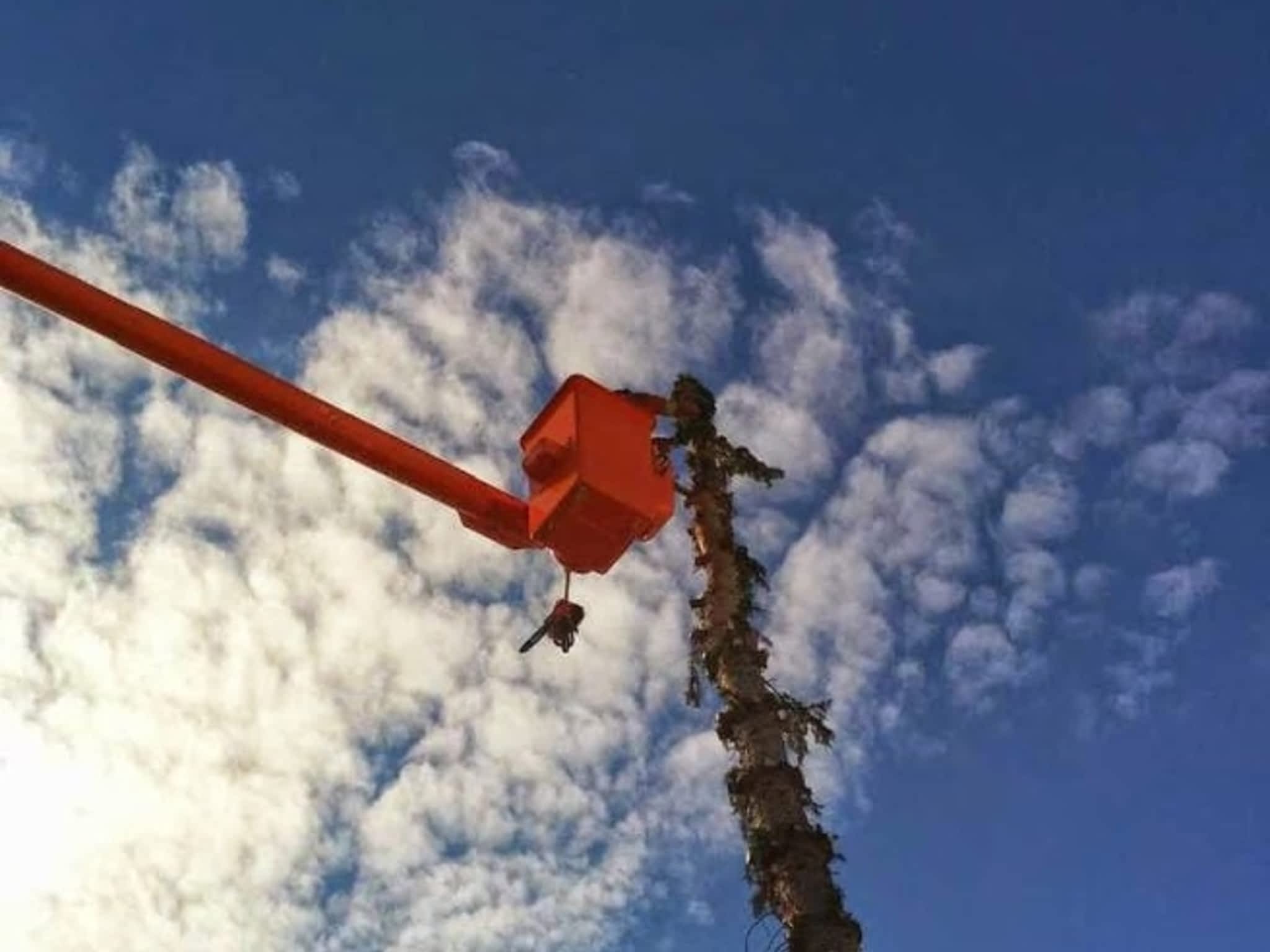 photo V&J Tree Services