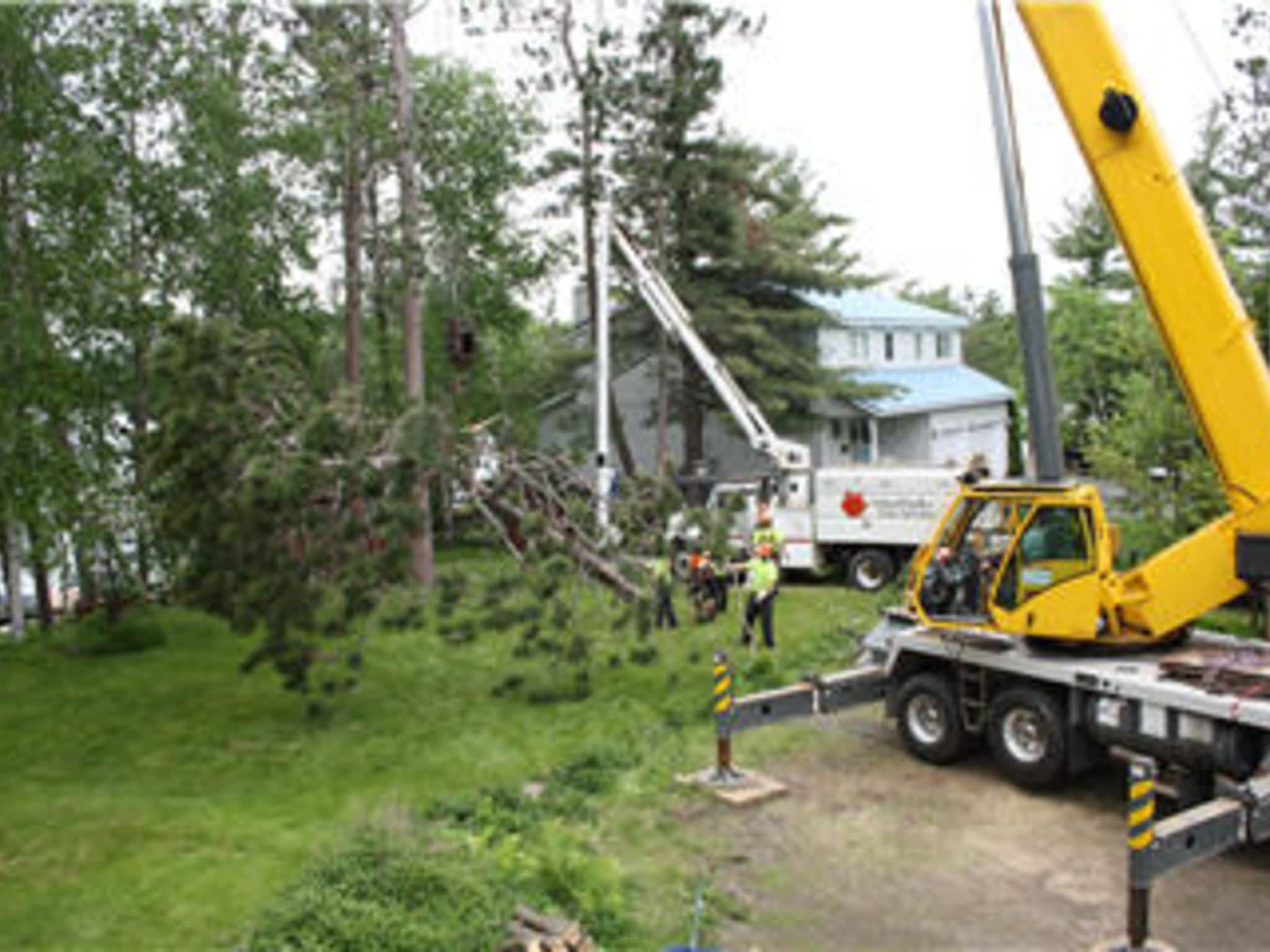photo Arborworks Tree Service