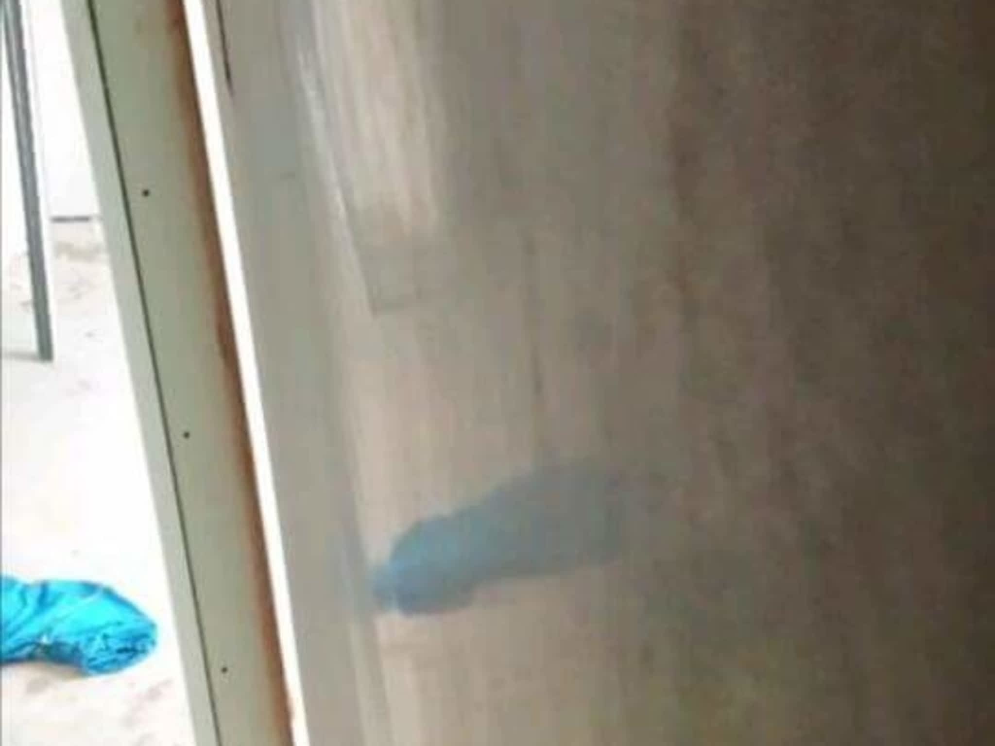 photo Taylor Plastering