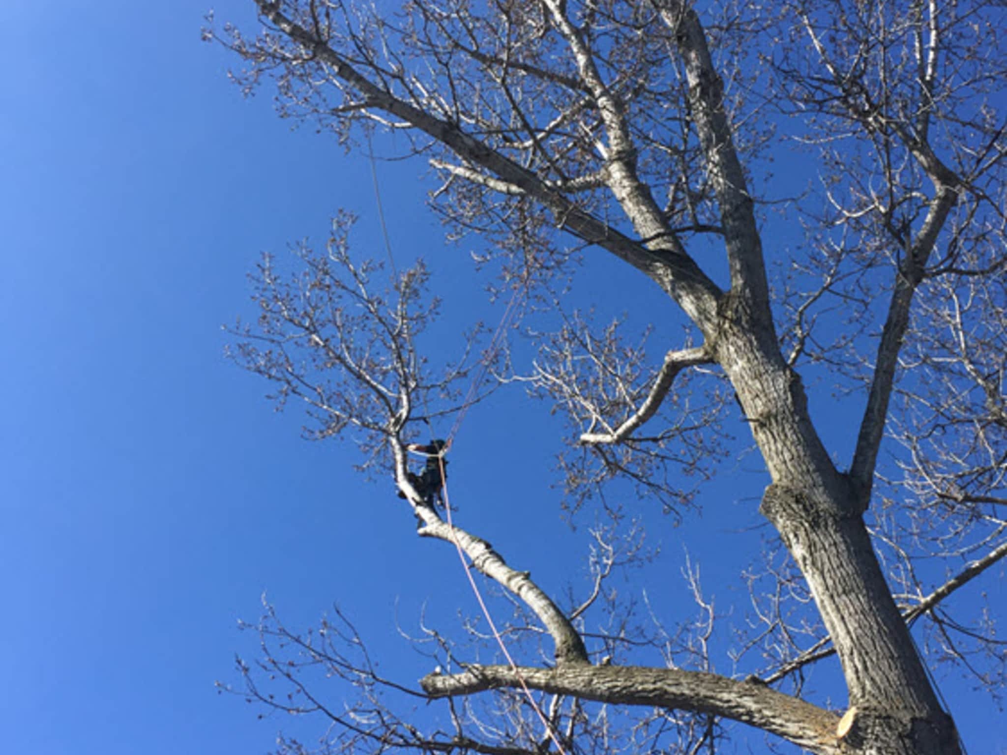 photo O'Brien tree services