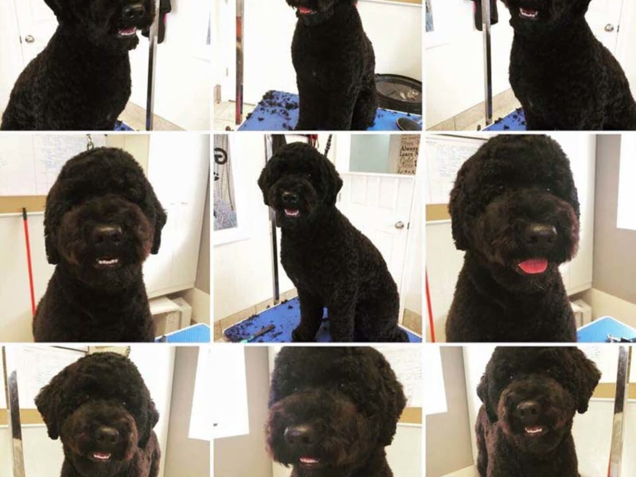 photo Tangles 2 Tame Dog Grooming