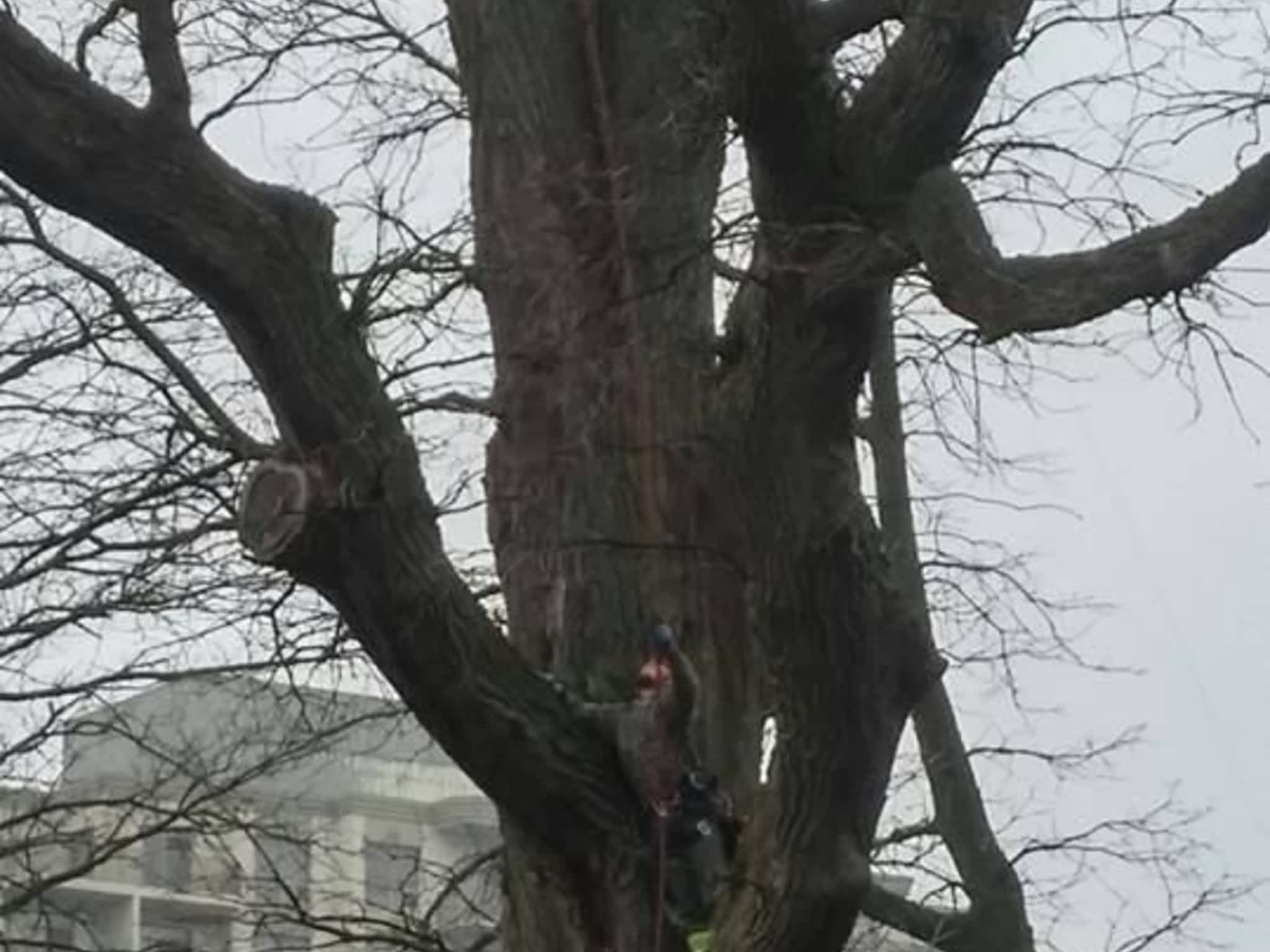 photo Wright's Tree Care