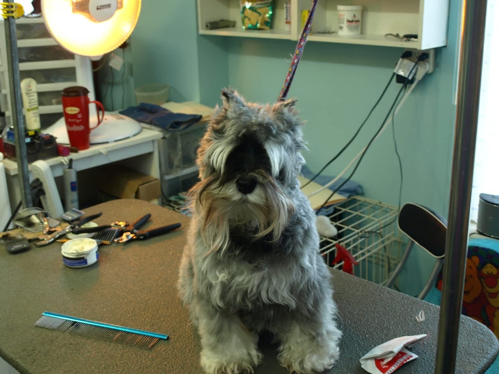 soft touch dog grooming