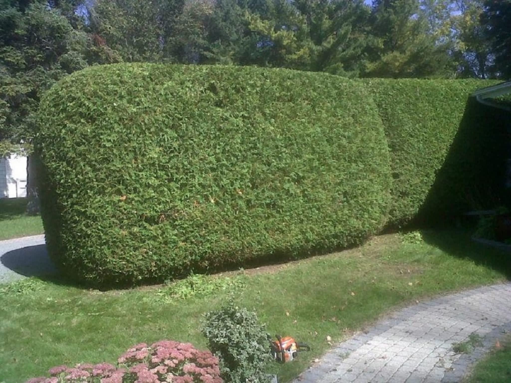 photo Green Machine Ottawa Hedge Trimming