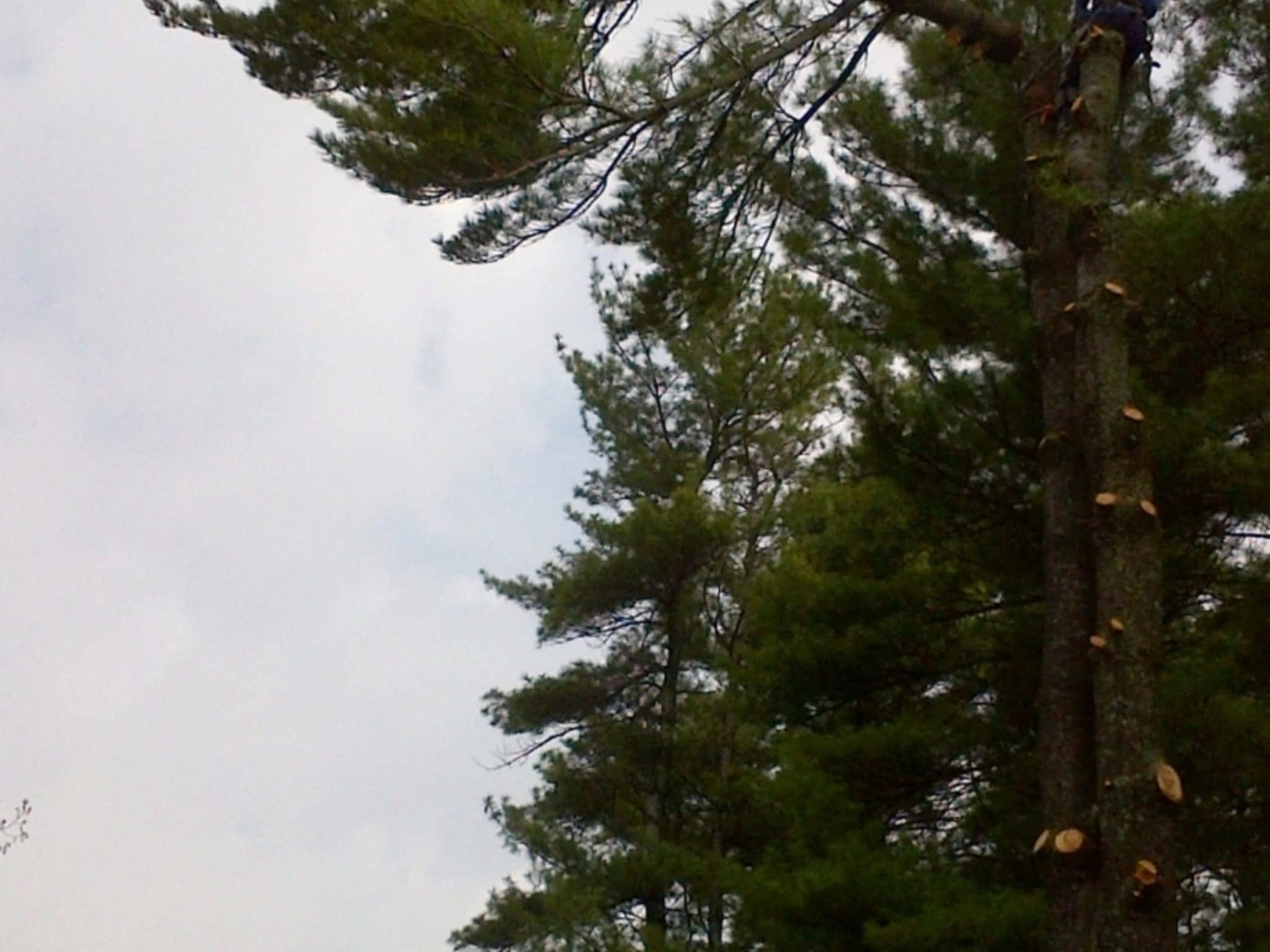 photo County Arborists Inc