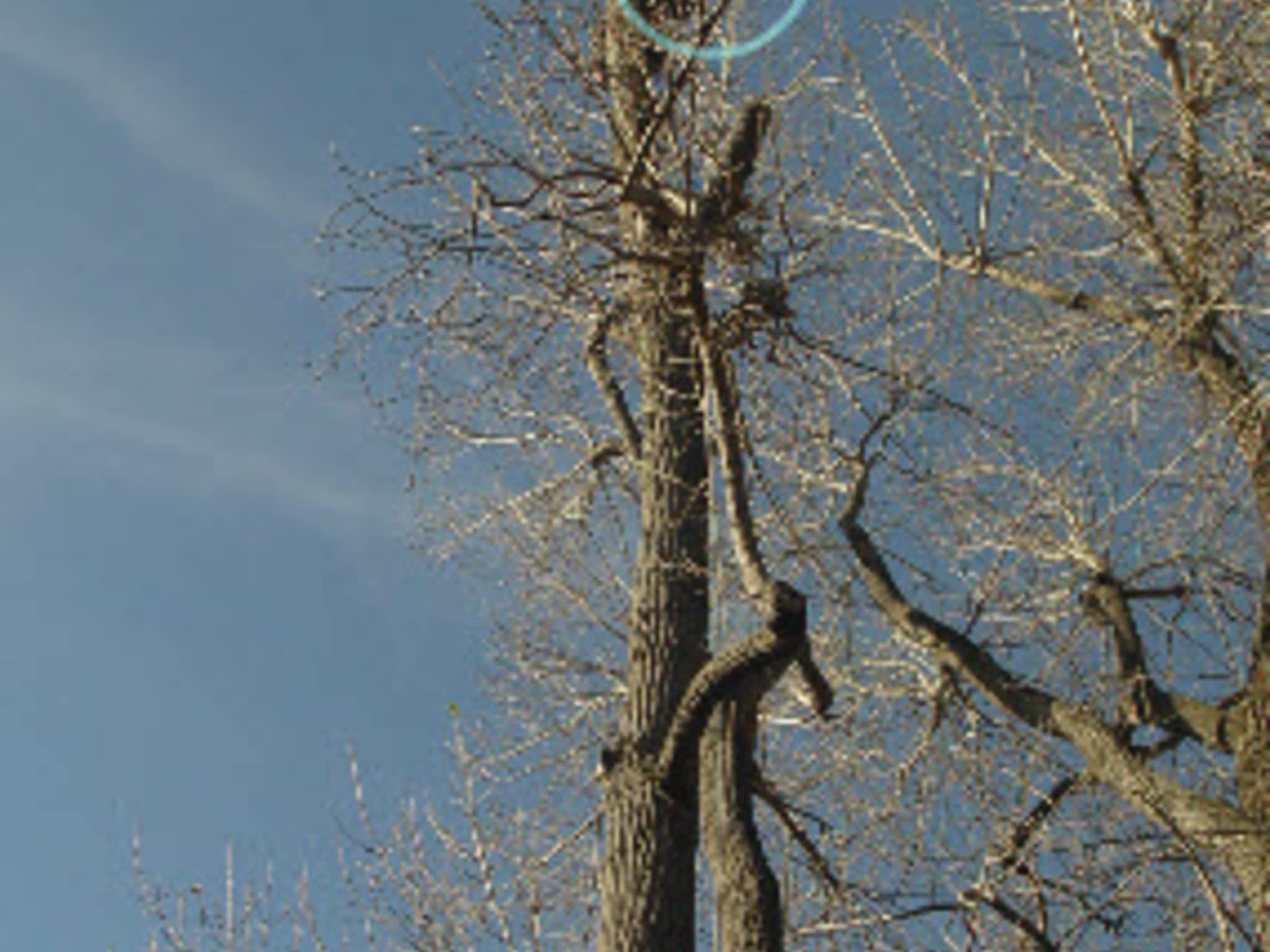 photo Arbo Tech 2002