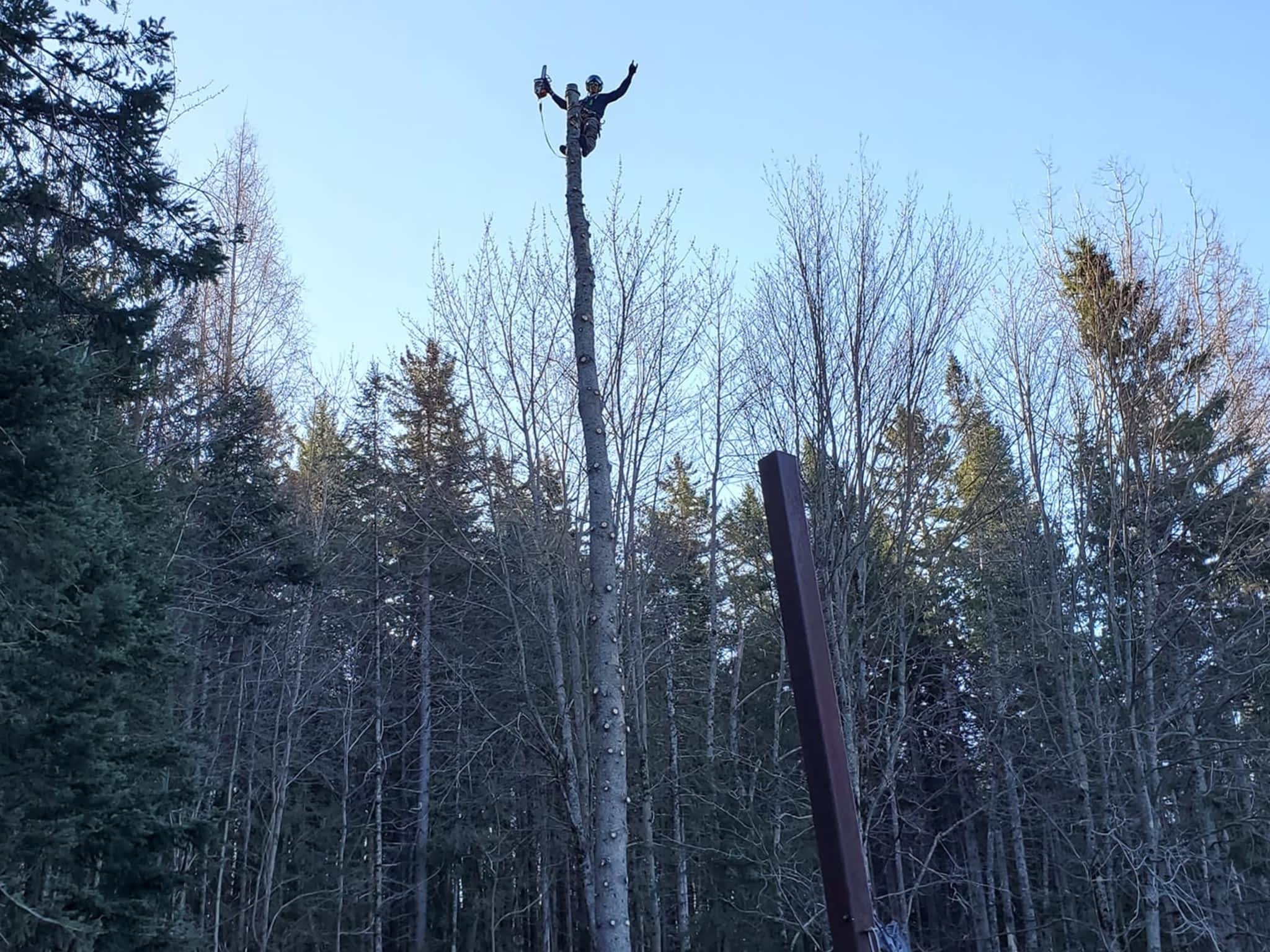 photo Service d'Arbres Alpha - Élagage Québec