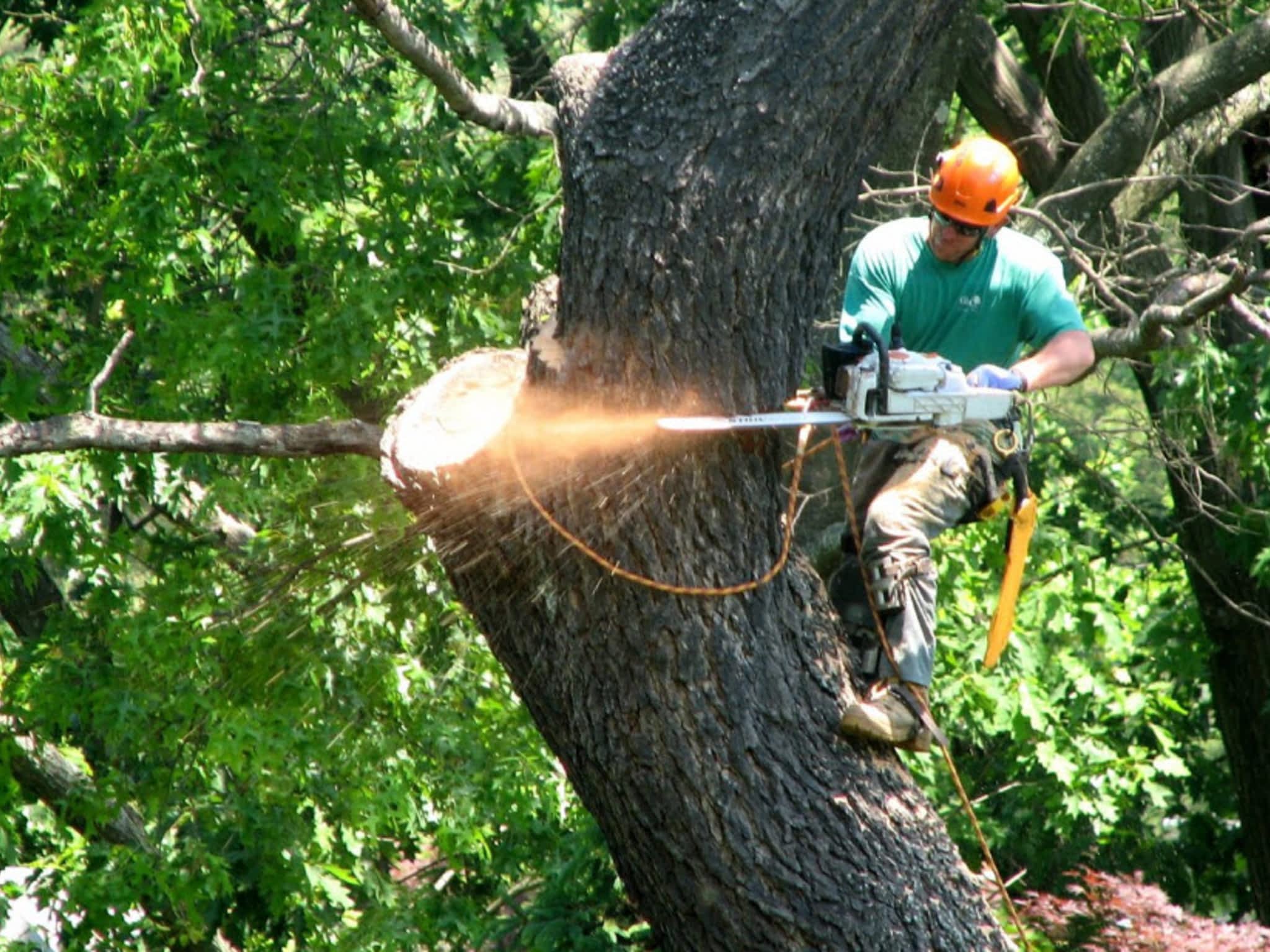 photo Dale Phillips Tree Service