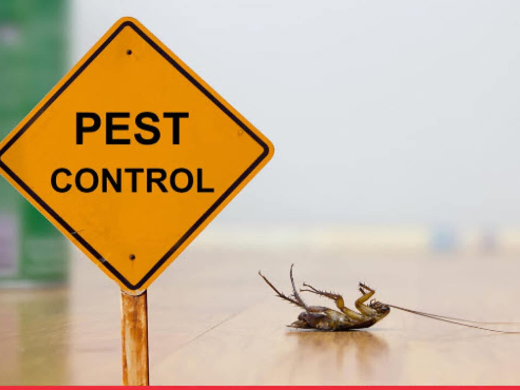 photo Lady Bug Pest Control