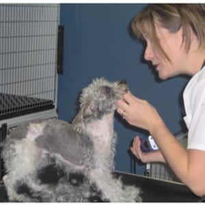 Entre Chien Et Chat Boutique Et Toilettage B 459 Rue