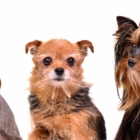 View Salon De Beauté Canine’s Laval-Ouest profile