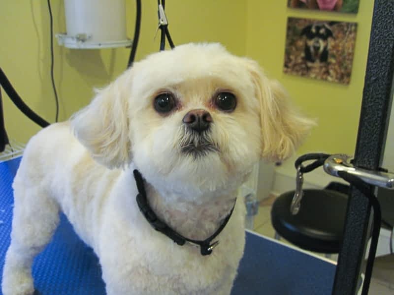 Ruff Cuts Pet Grooming Burlington, ON 6412 Cedar Springs Rd Canpages
