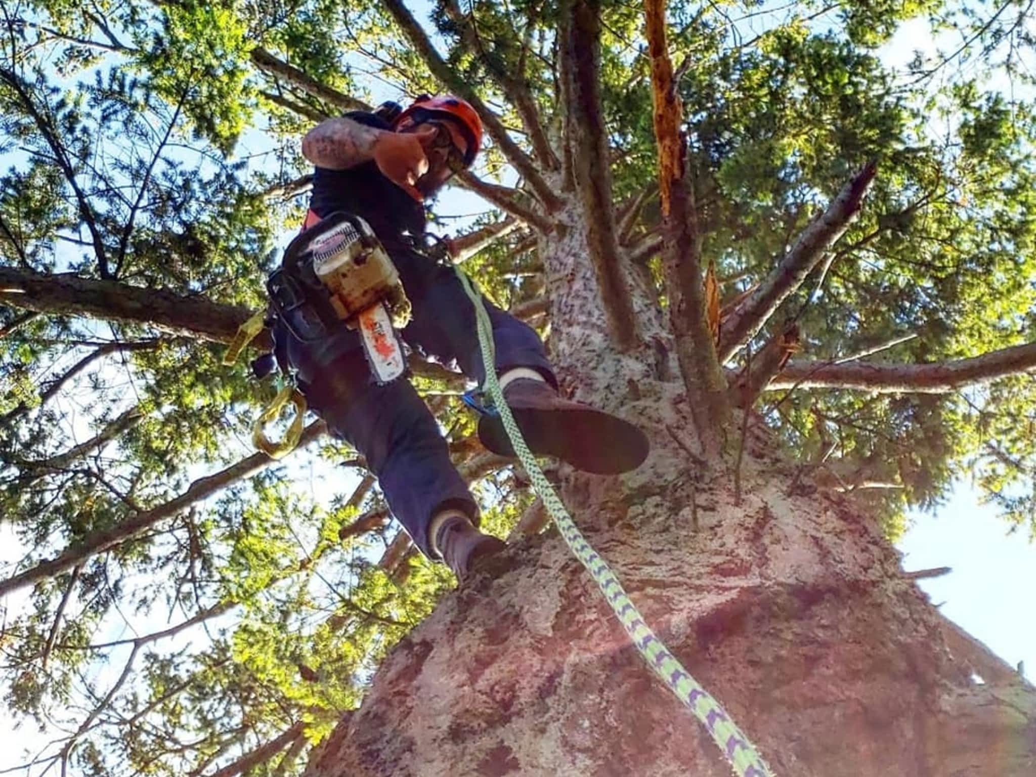 photo Axe Point Tree Services