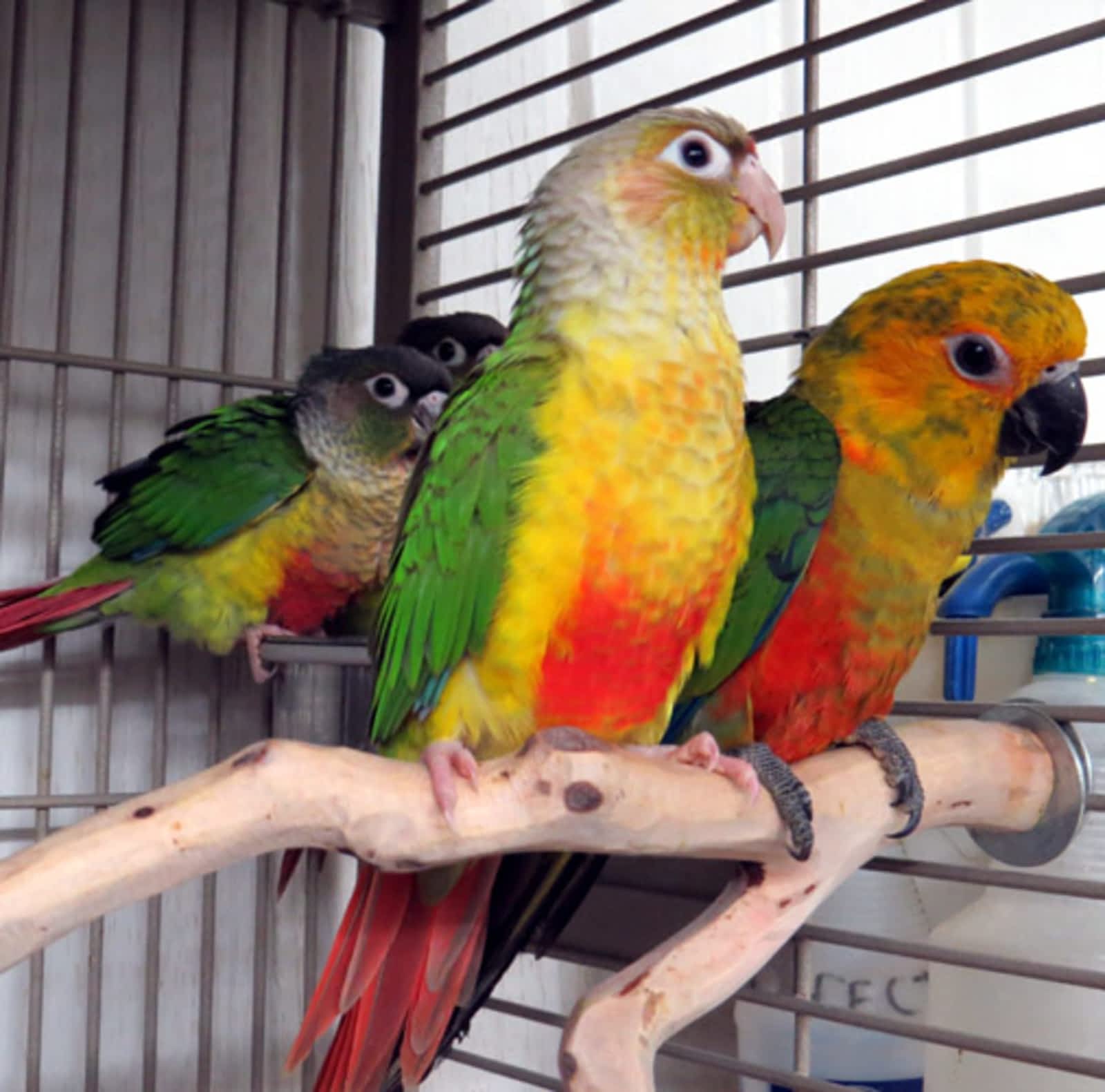 cute baby monkeys for sale