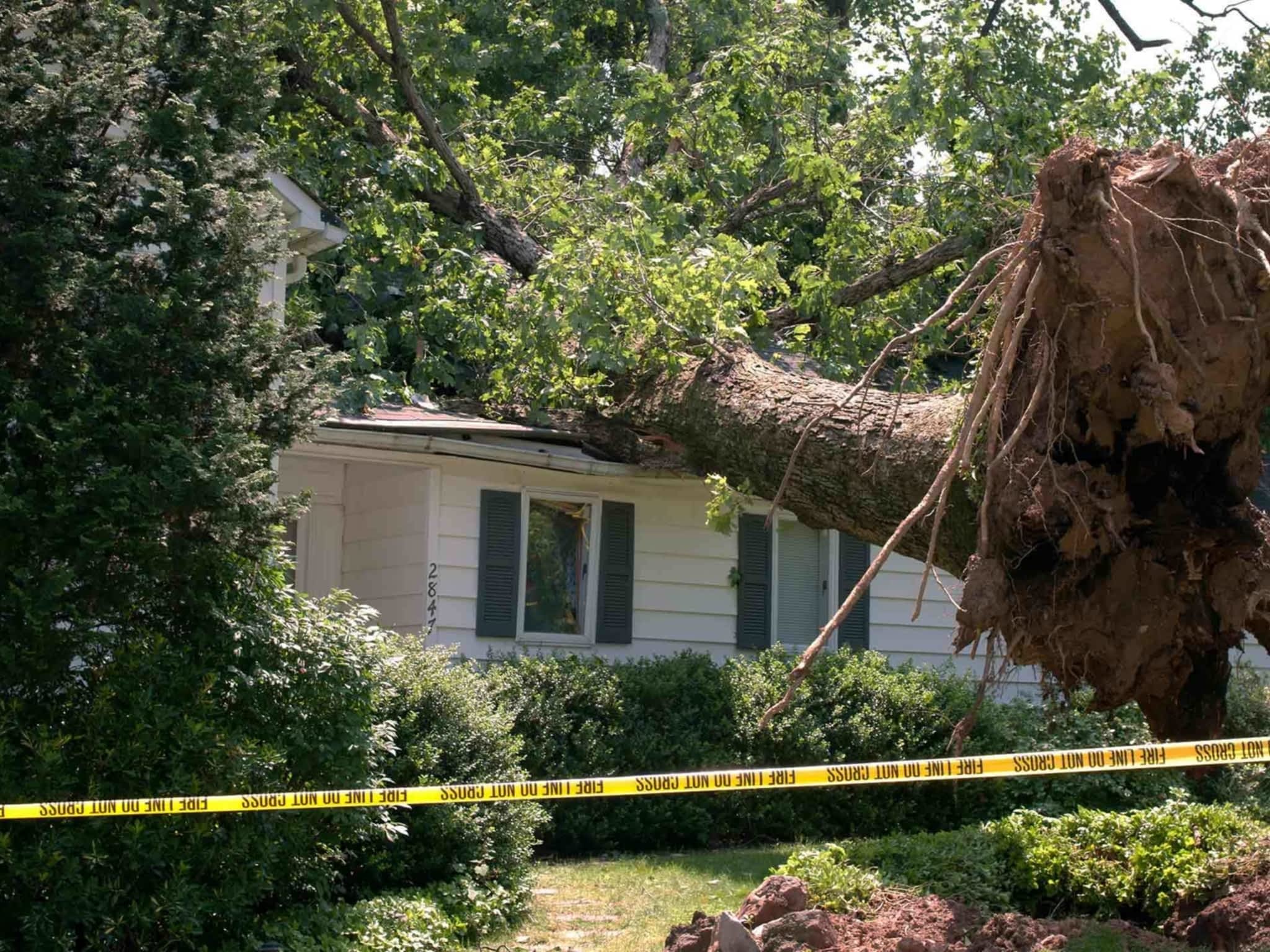 photo Harbourview Tree Experts